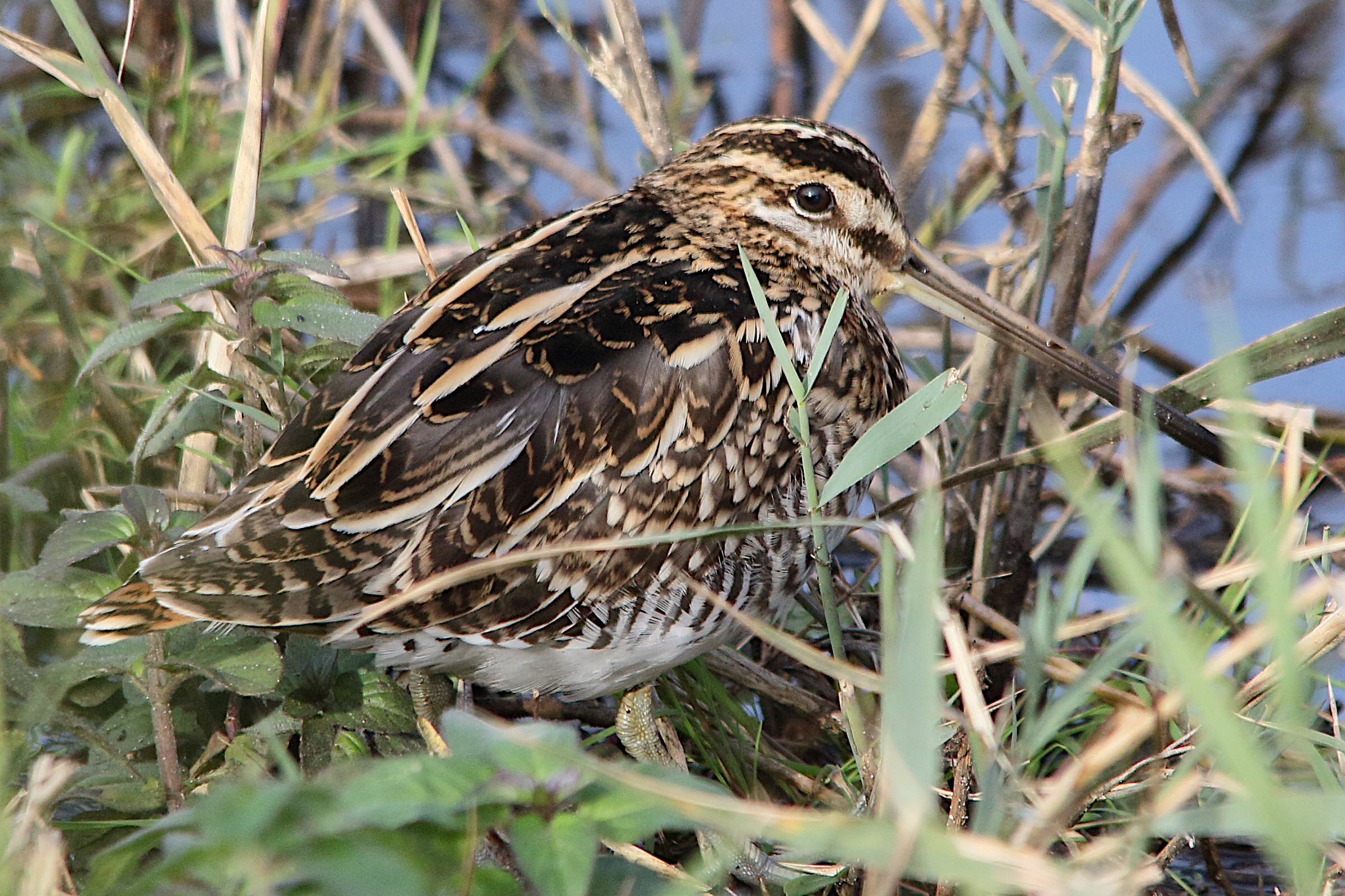 Afficher le média becassine_des_marais_-_gallinago_gallinago9md becassine_des_marais_-_gallinago_gallinago9md