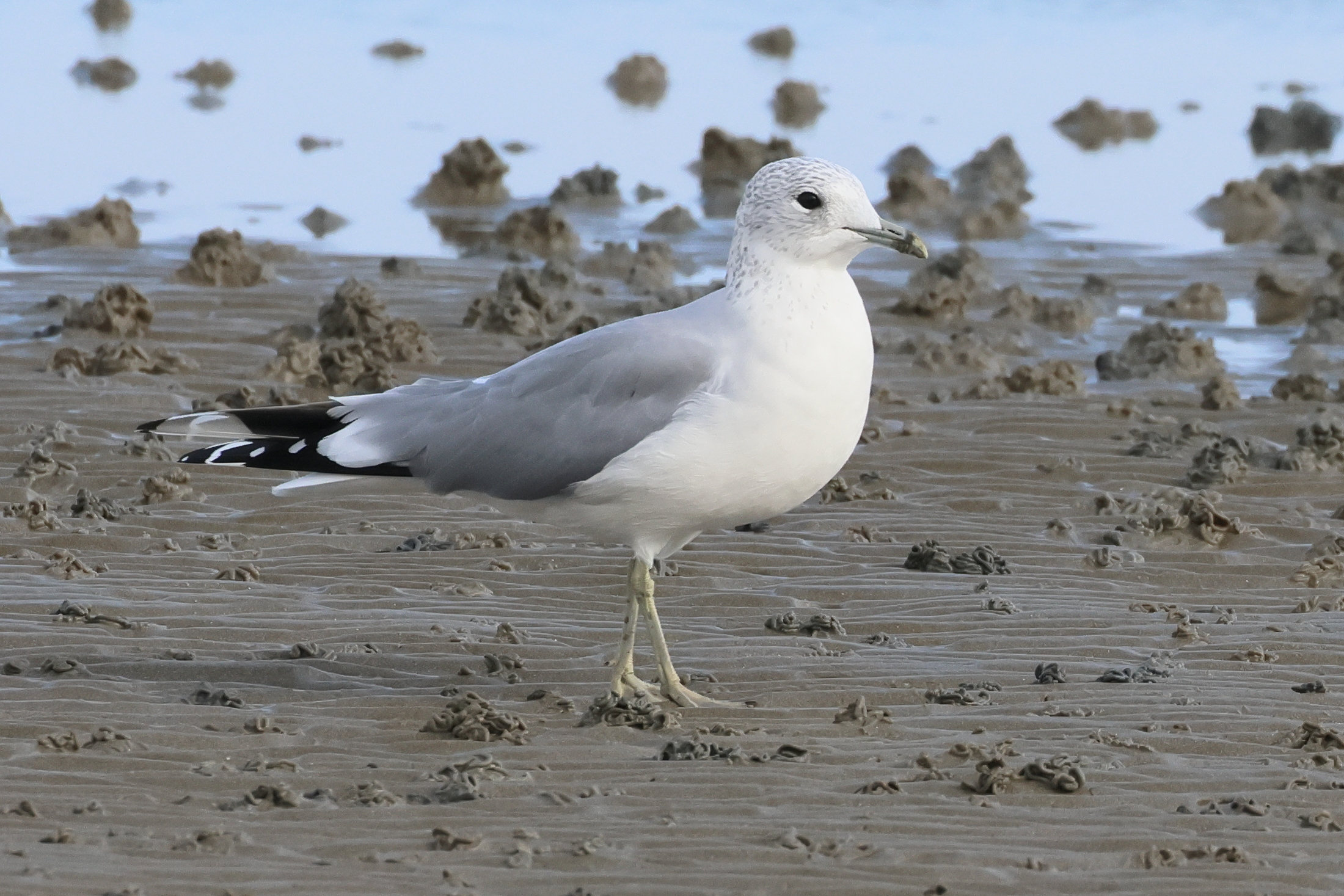 goeland_cendre_-_larus_canus10bd