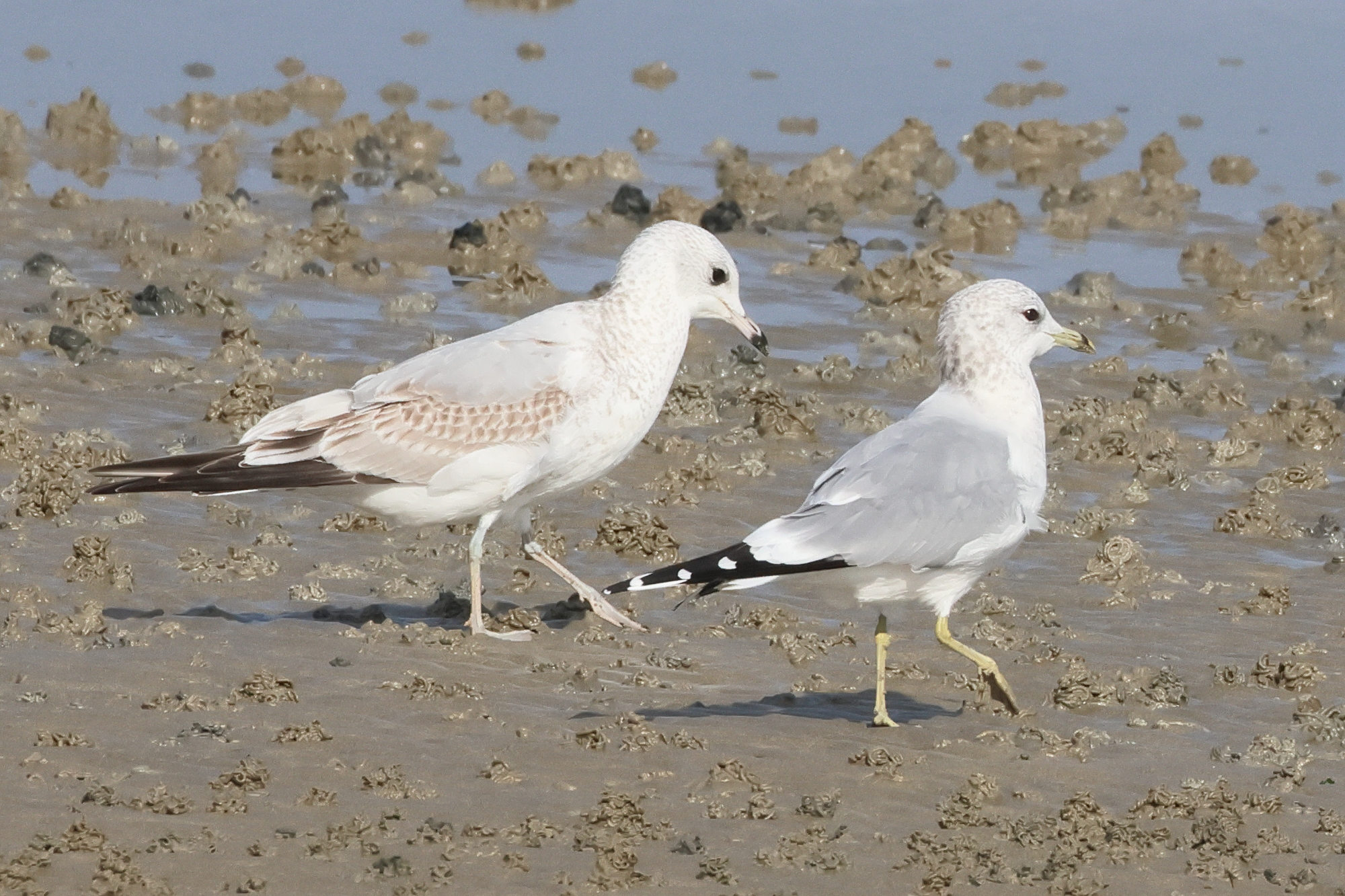 goeland_cendre_-_larus_canus9bd