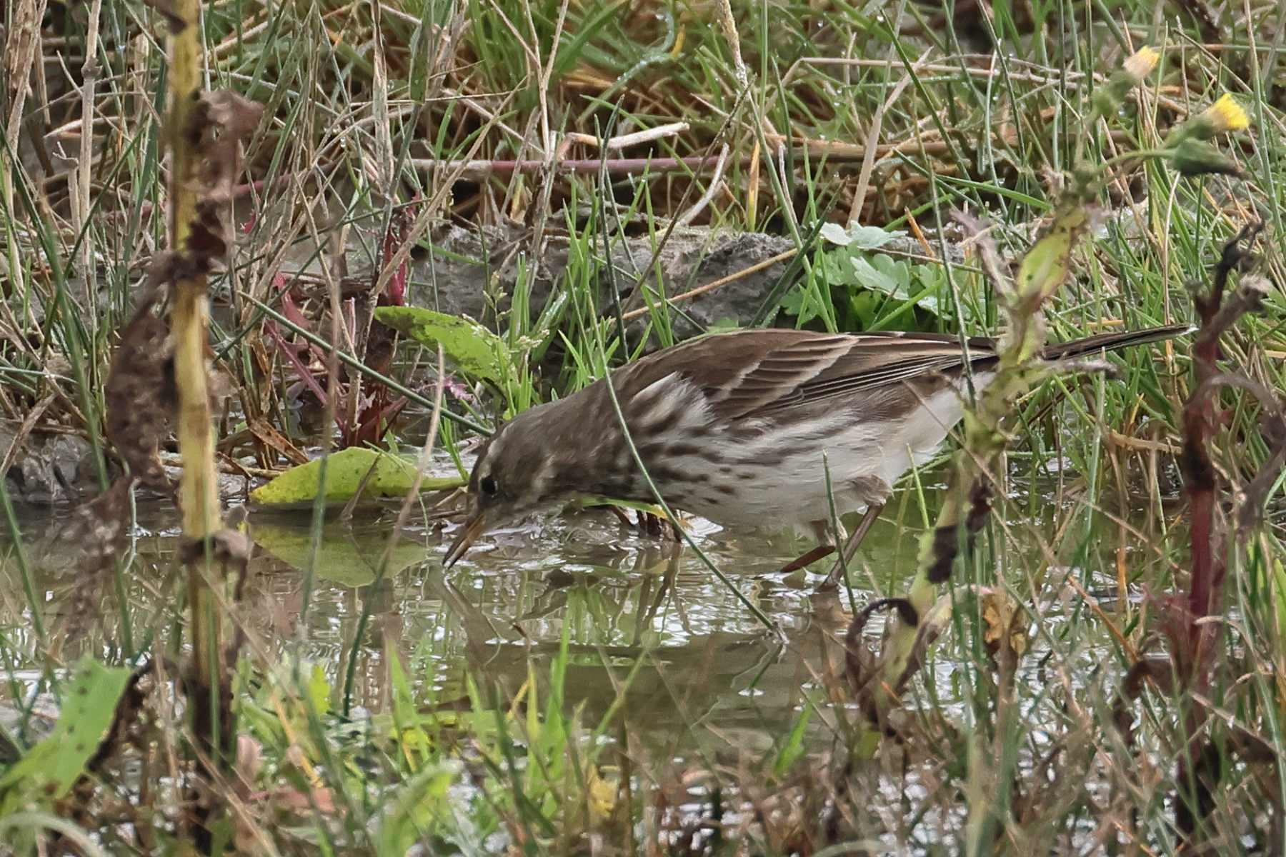 pipit_spioncelle_-_anthus_spinoletta1bd