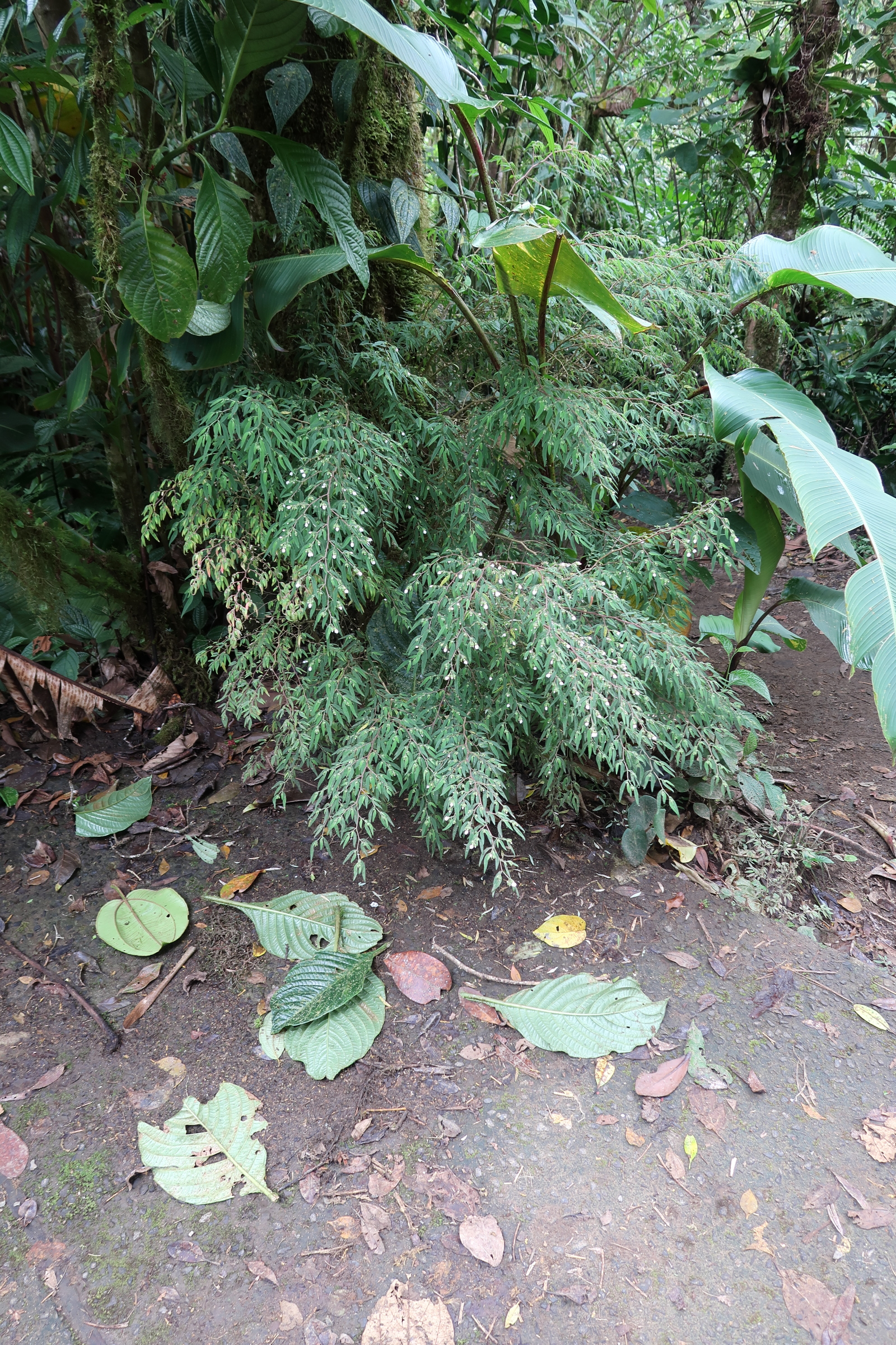 Afficher le média centradenia_inaequilateralis1md centradenia_inaequilateralis1md