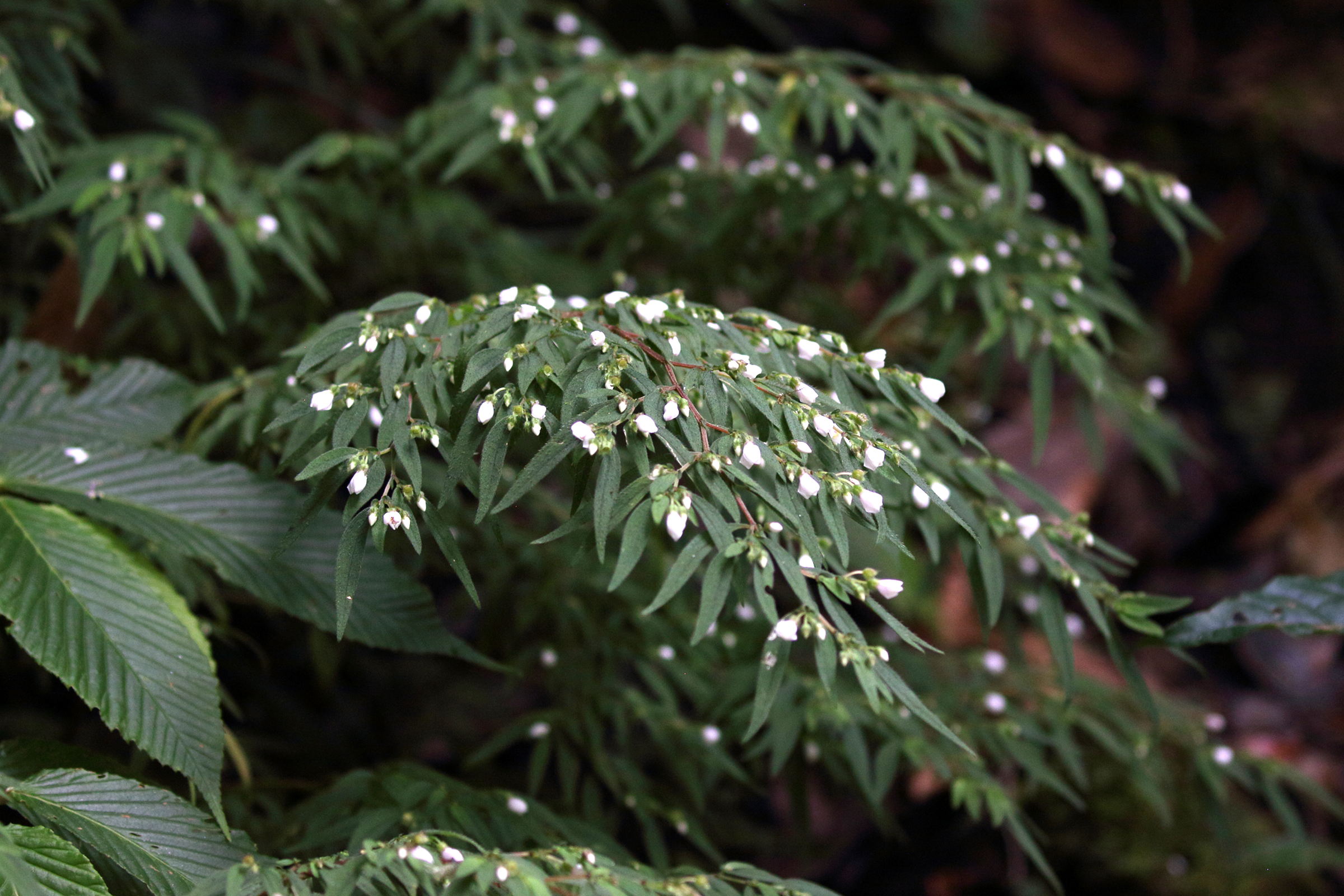Afficher le média centradenia_inaequilateralis2bd centradenia_inaequilateralis2bd