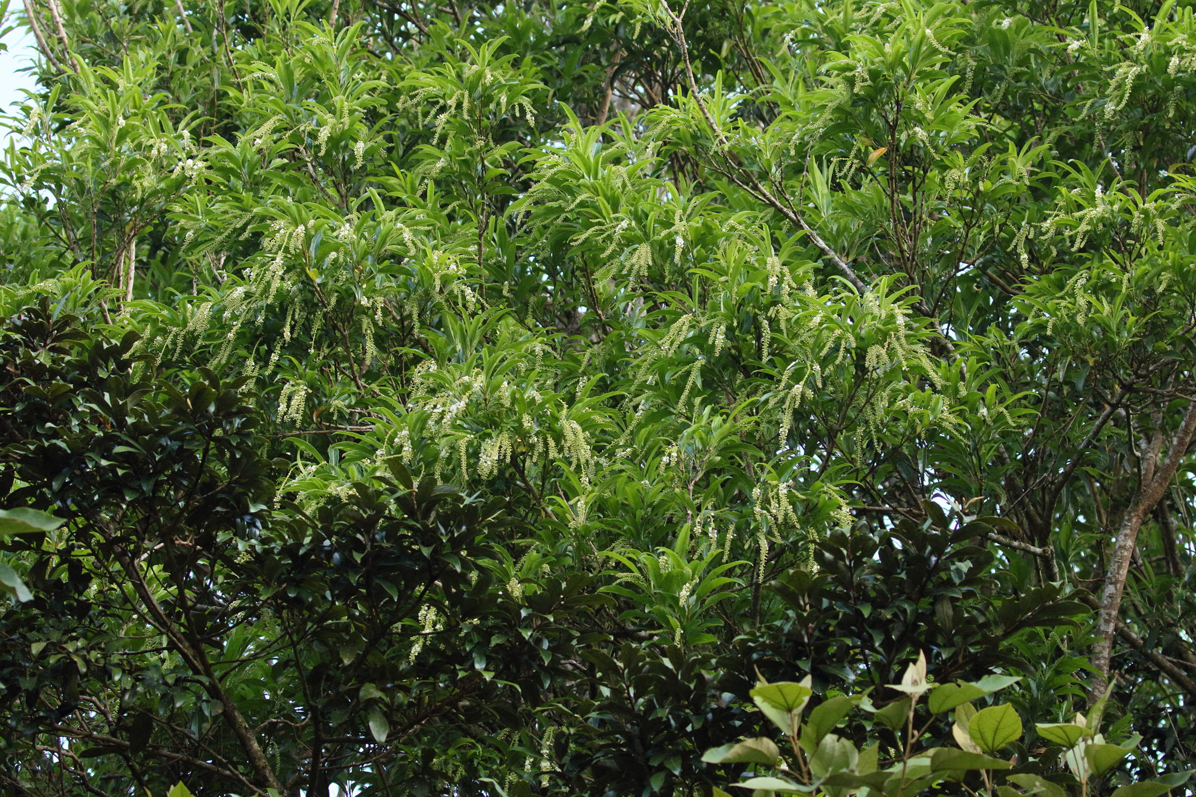 citharexylum_spinosum4bd