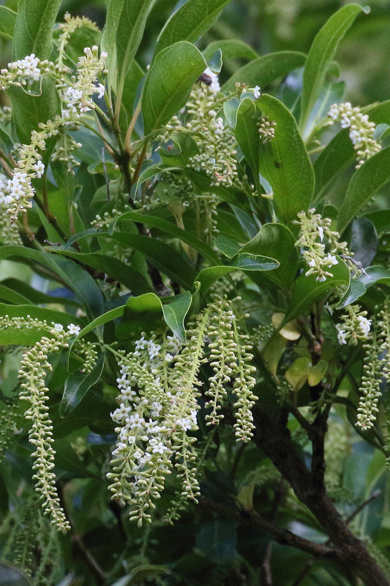 citharexylum_spinosum5bd