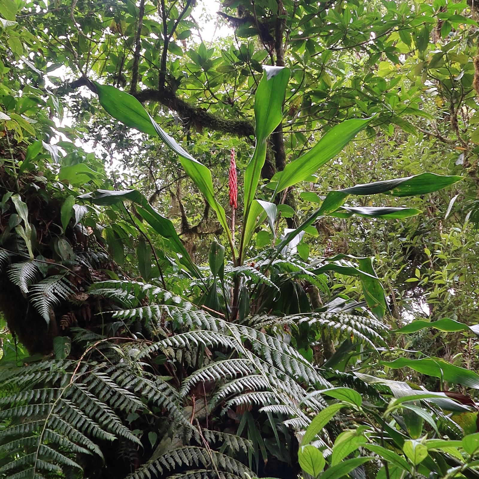 Afficher le média pitcairnia_brittoniana4md pitcairnia_brittoniana4md