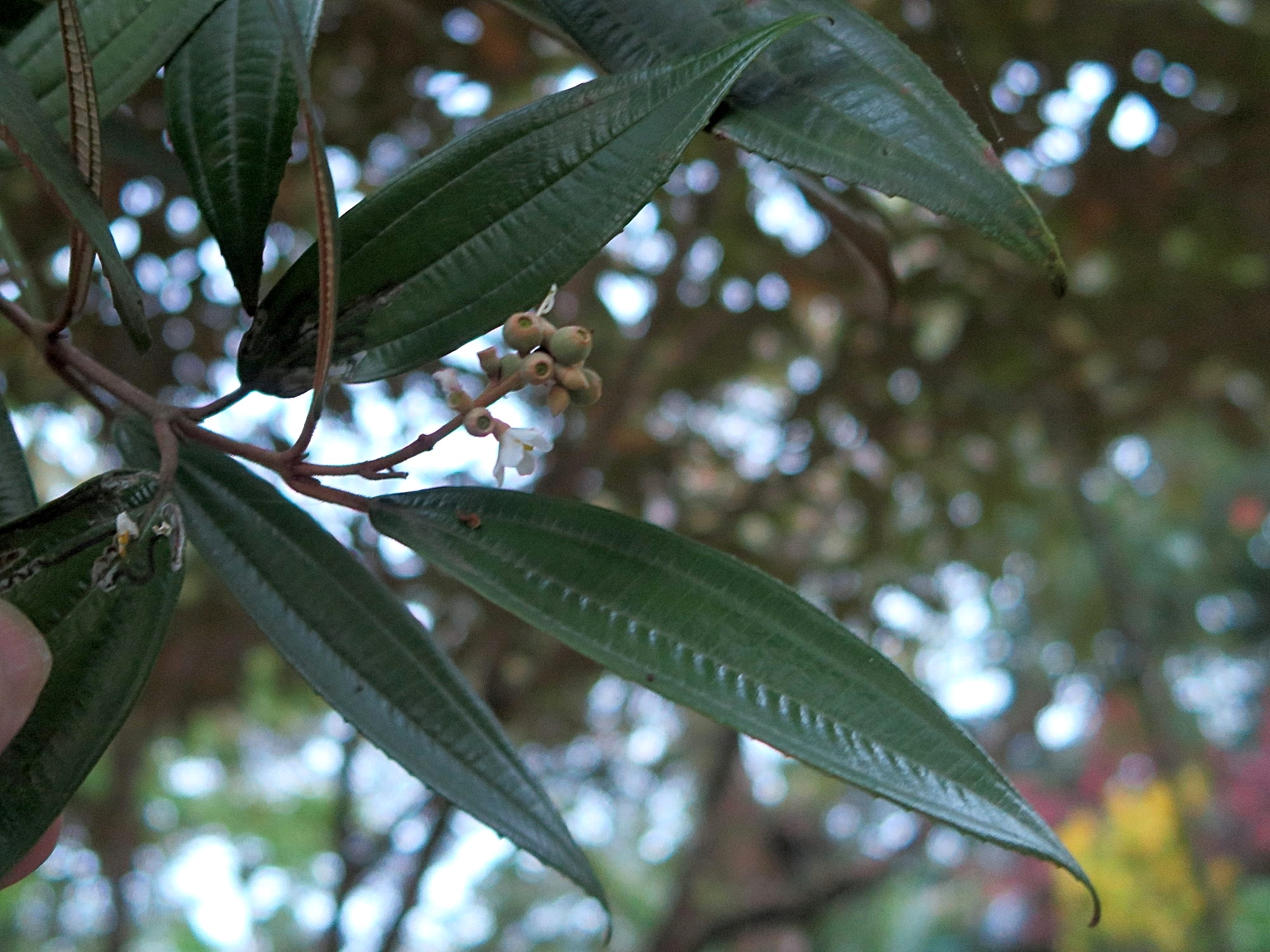 Afficher le média conostegia_xalapensis3md conostegia_xalapensis3md