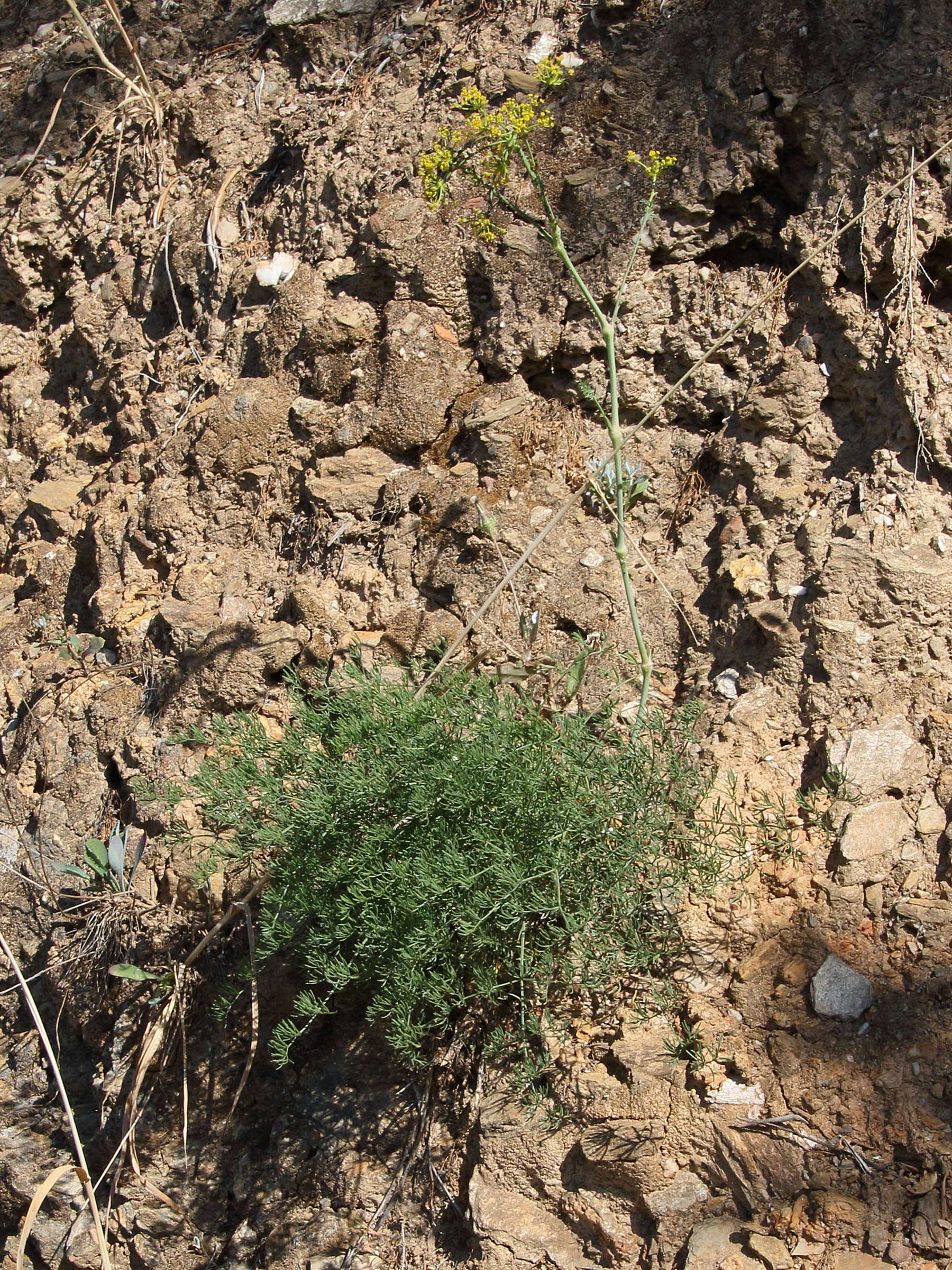 anethum_graveolens1bd