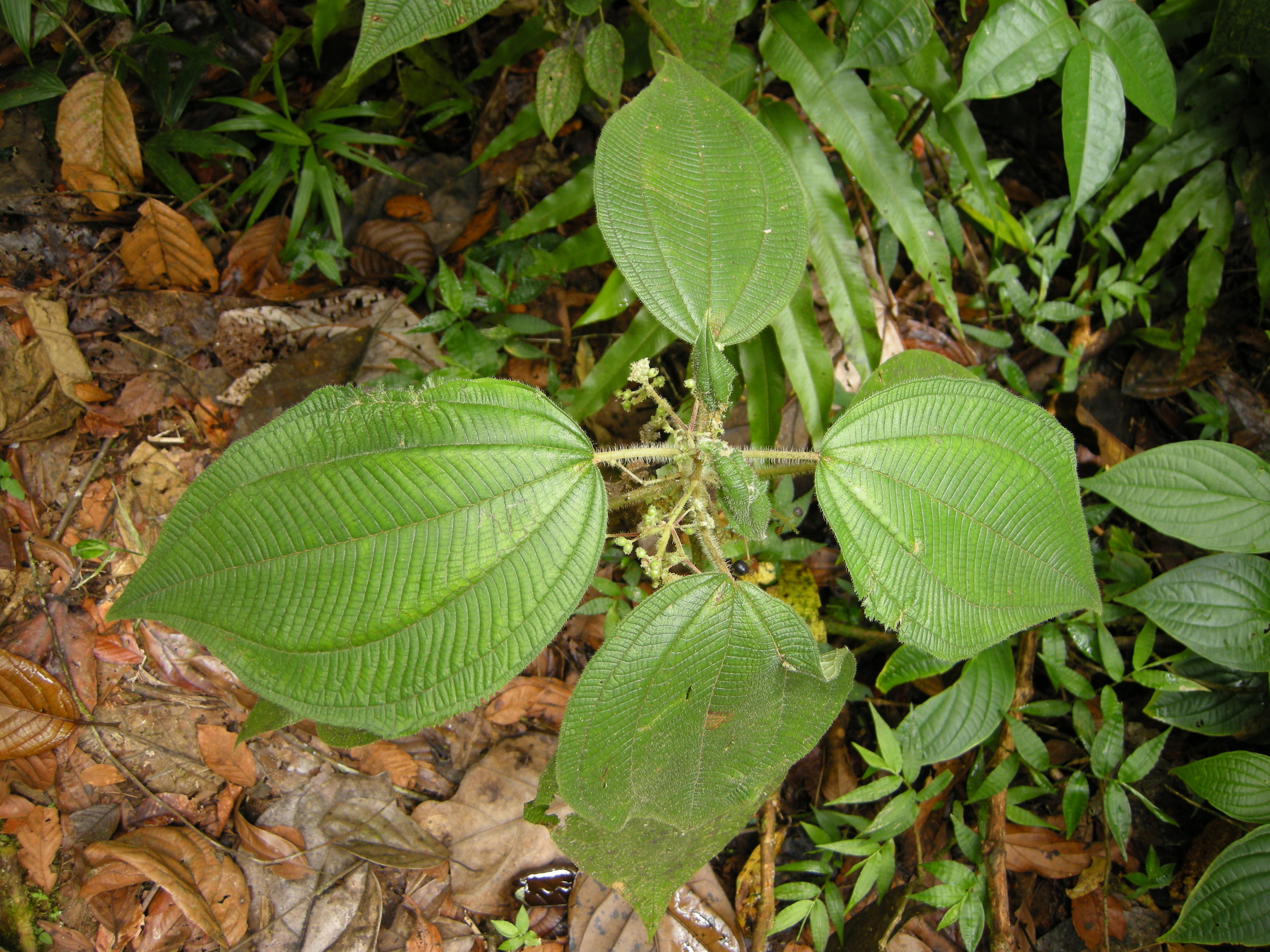 miconia_sciaphila1md