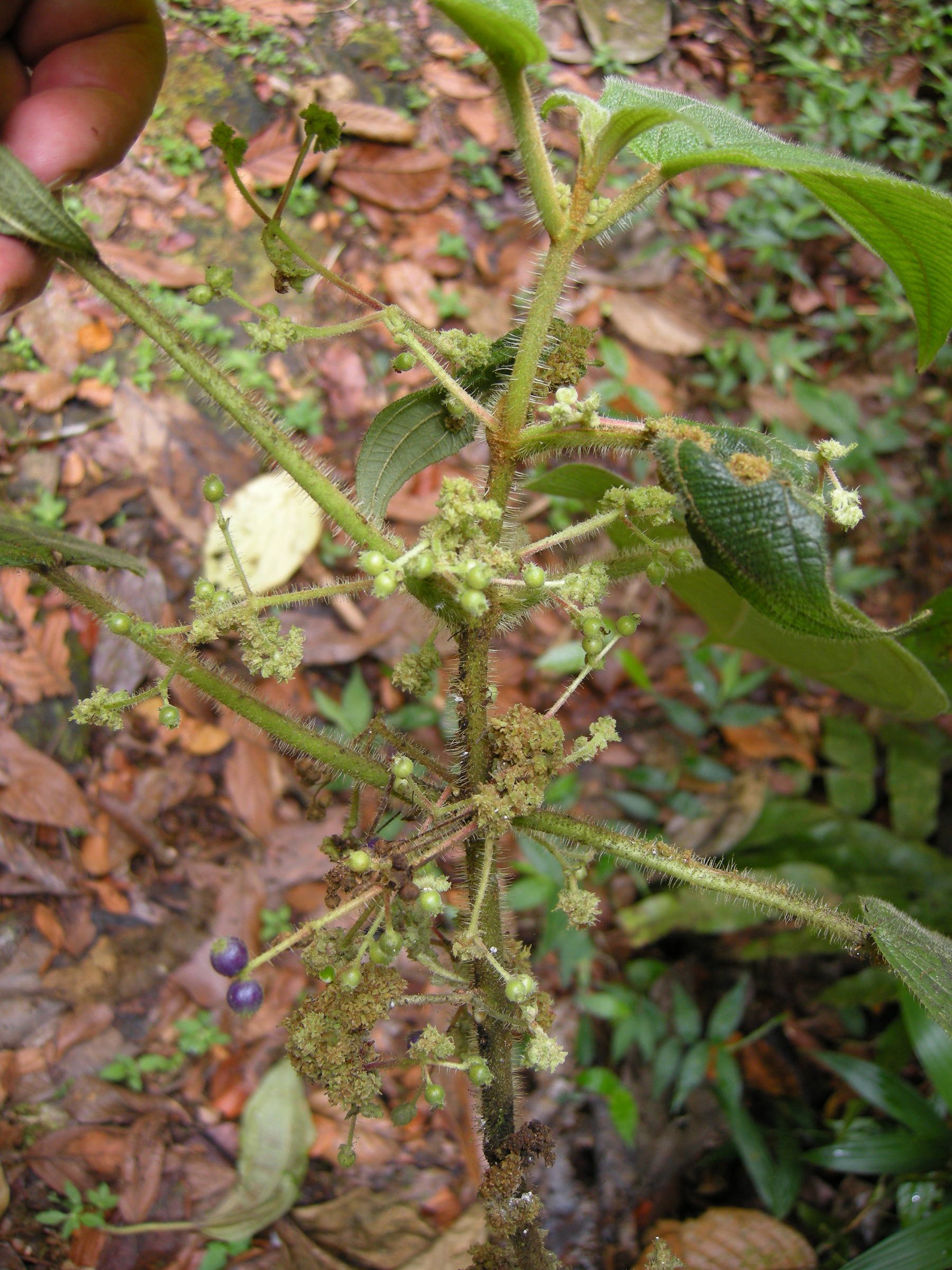 miconia_sciaphila2md