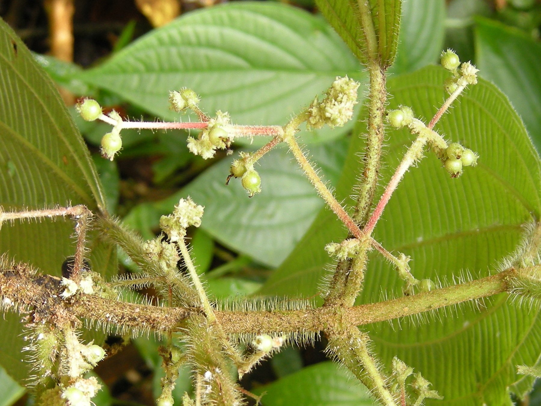 miconia_sciaphila3md