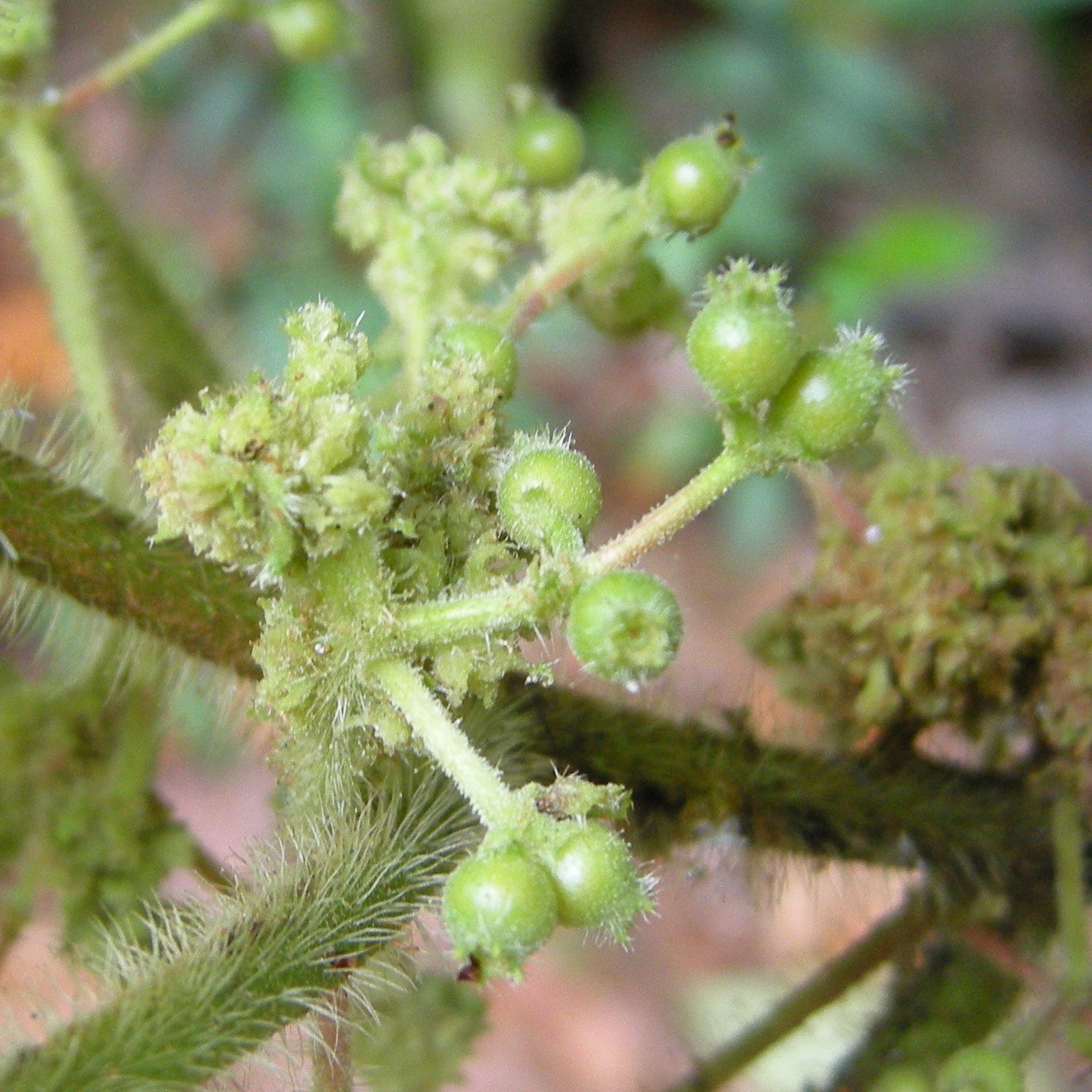 miconia_sciaphila4md