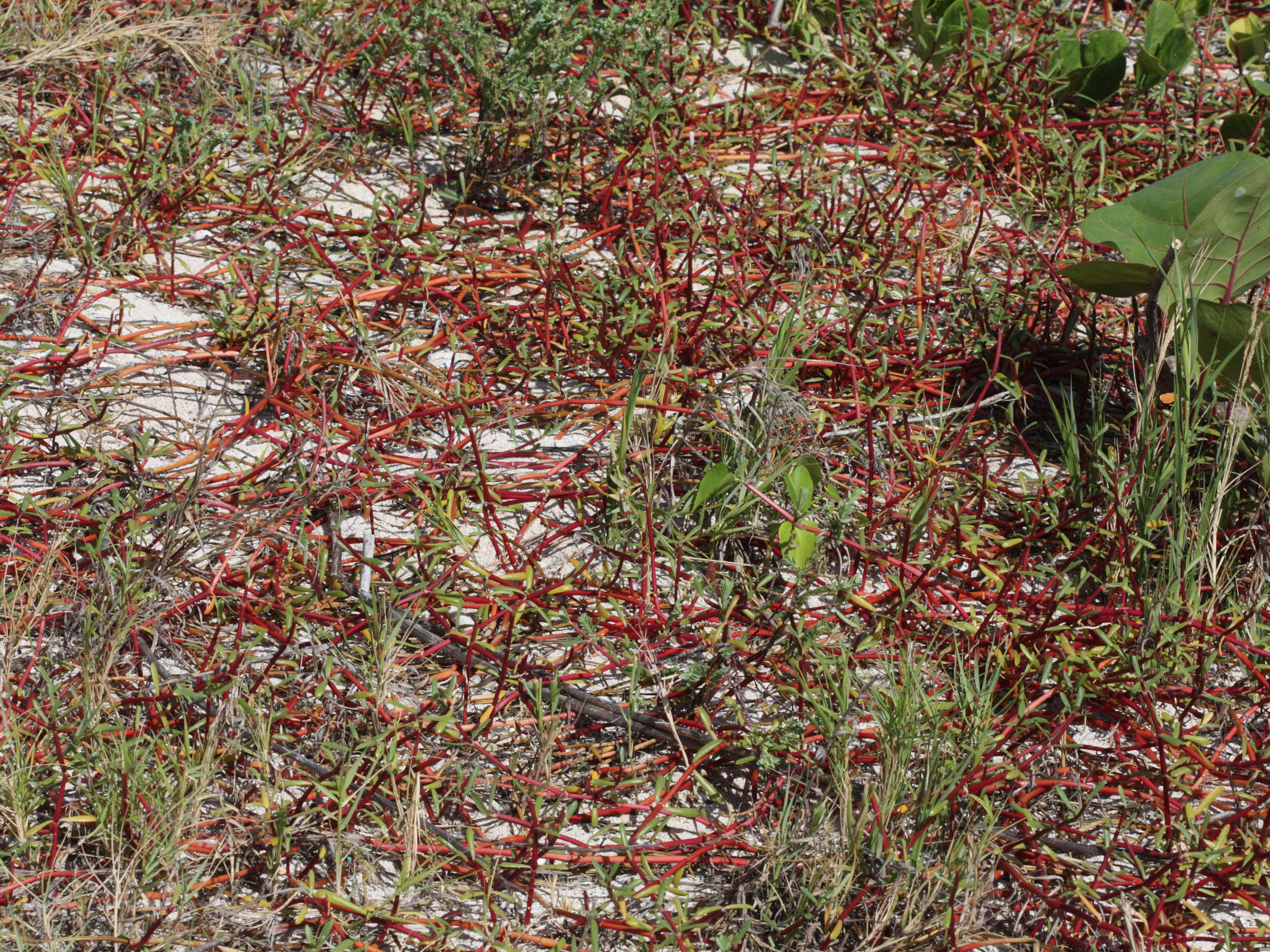 sesuvium_portulacastrum7md