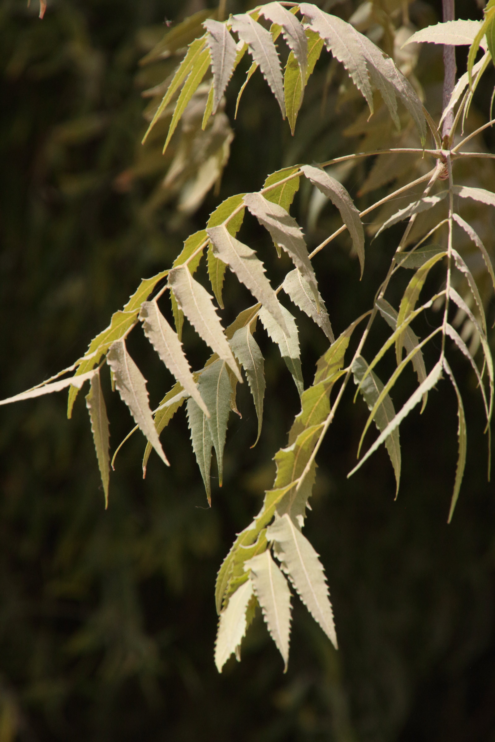 Afficher le média azadirachta_indica2md azadirachta_indica2md