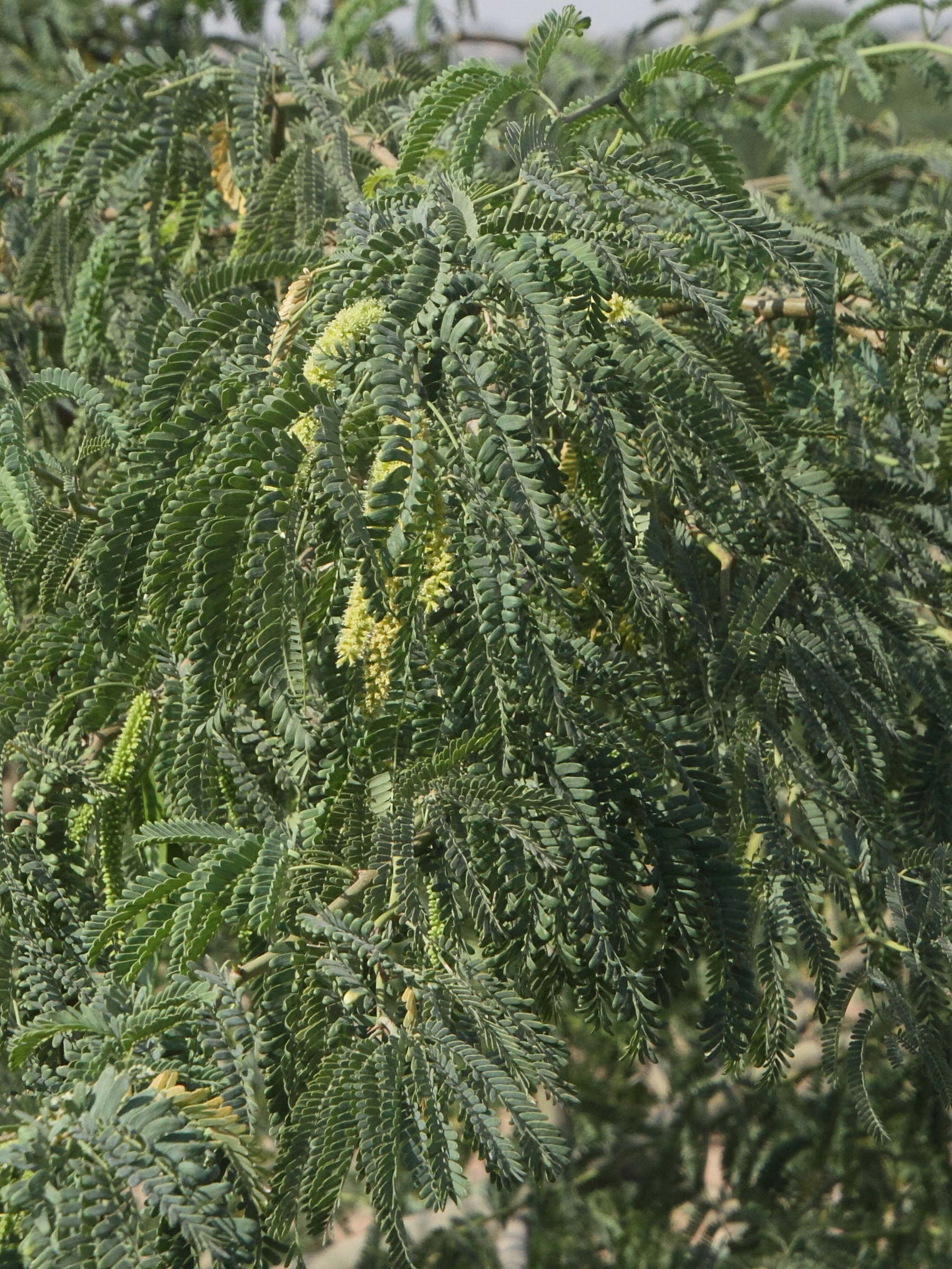 faidherbia_albida2md