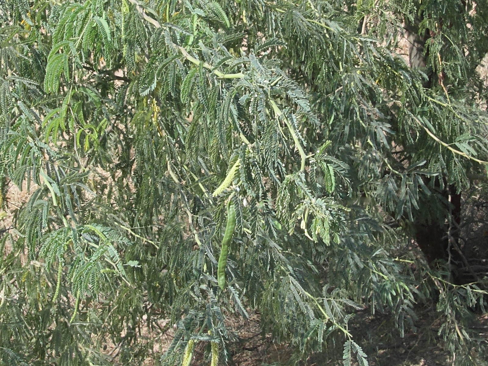 faidherbia_albida3md