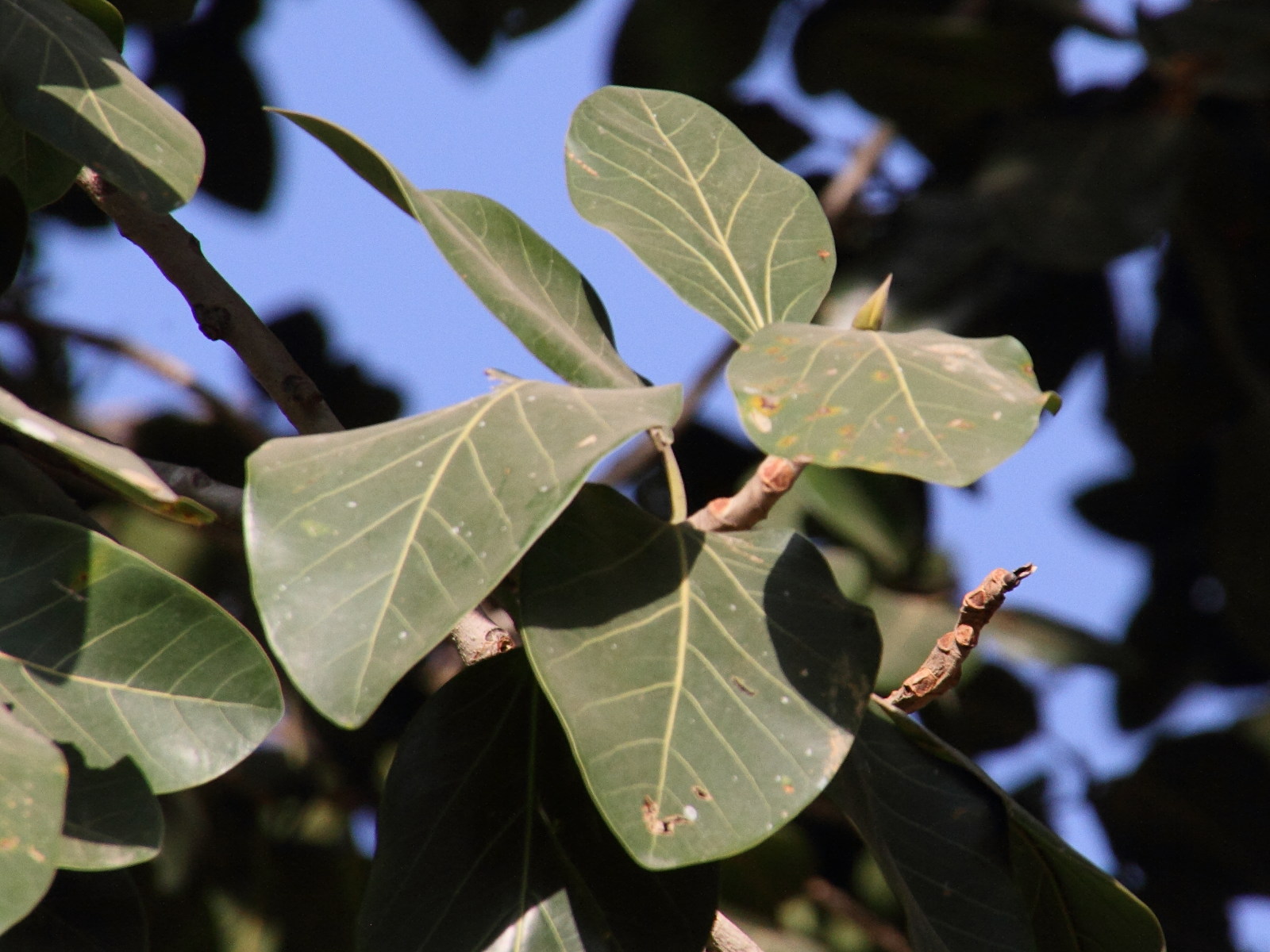 ficus_benghalensis6md