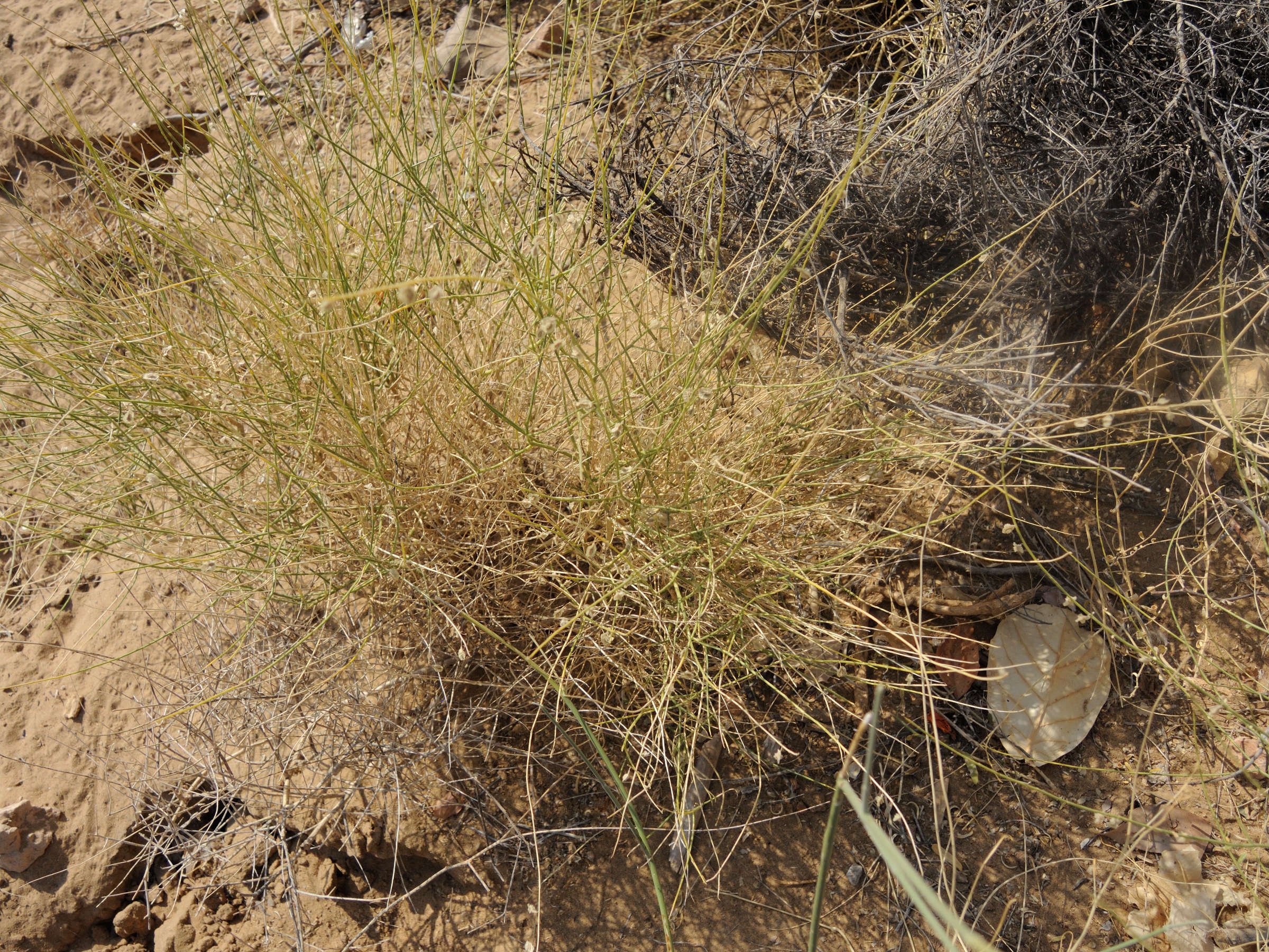 leptadenia_pyrotechnica3md