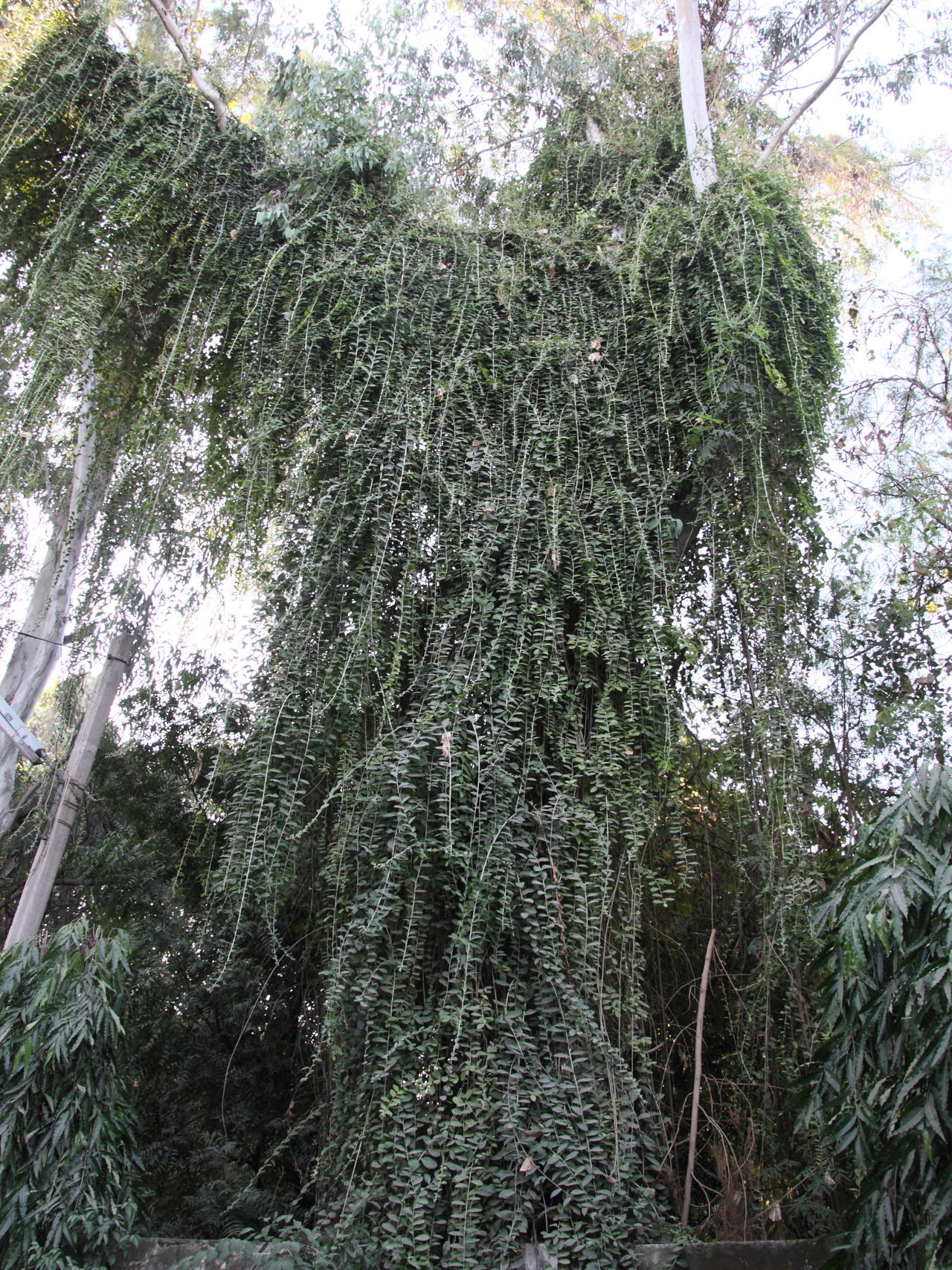 nephroia_orbiculata1md