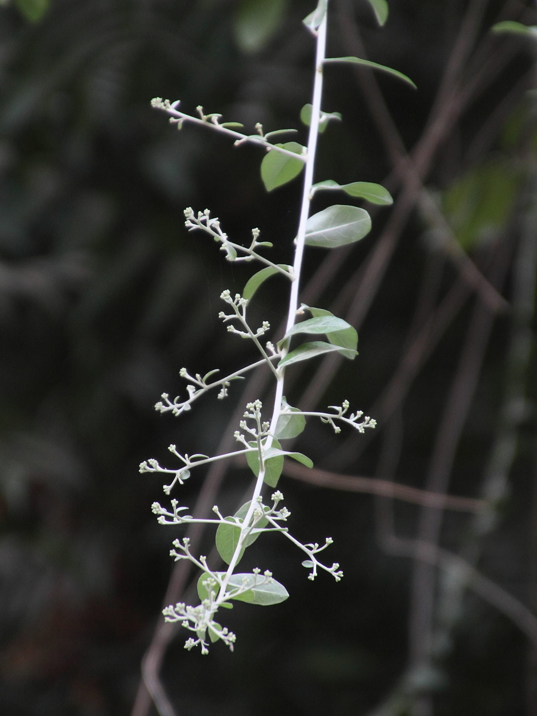 nephroia_orbiculata2md