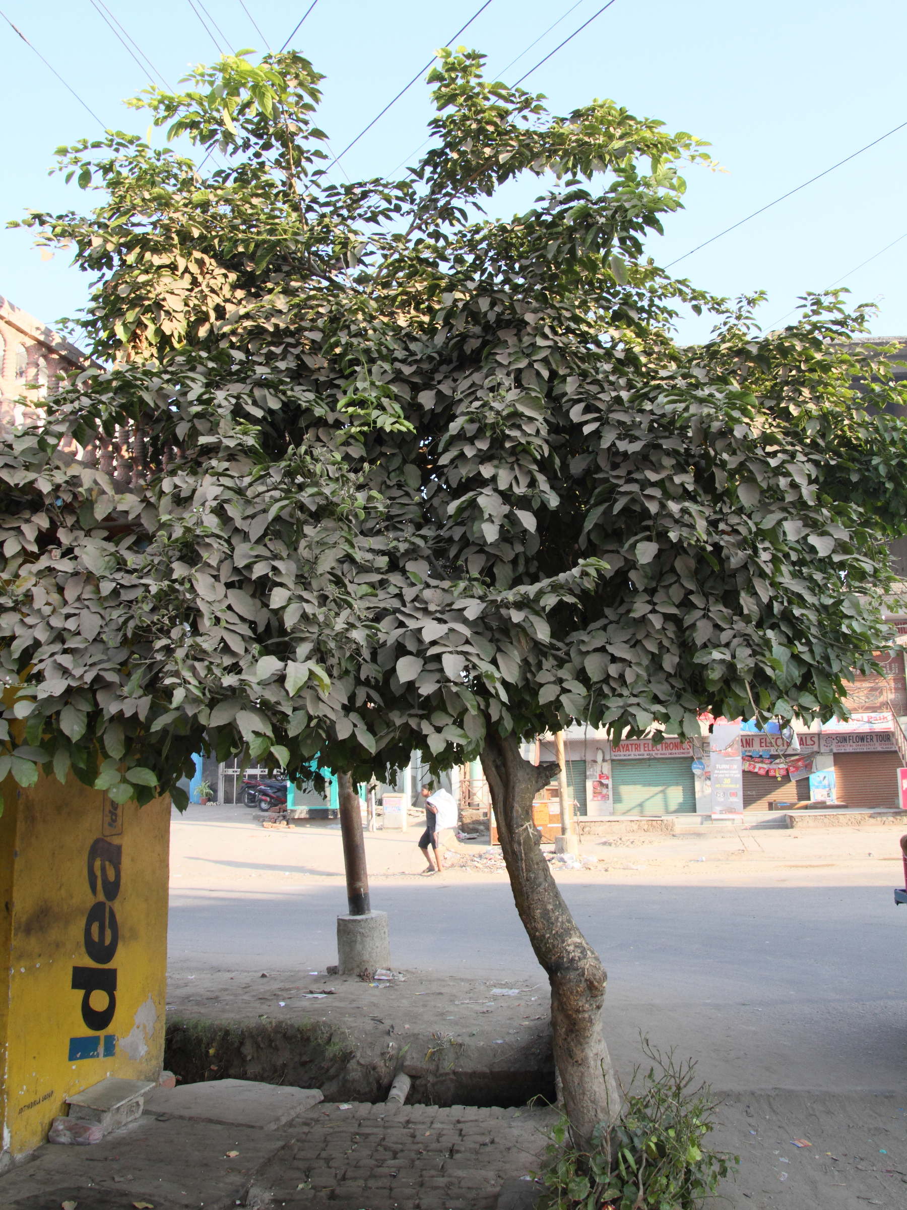 pongamia_pinnata1md