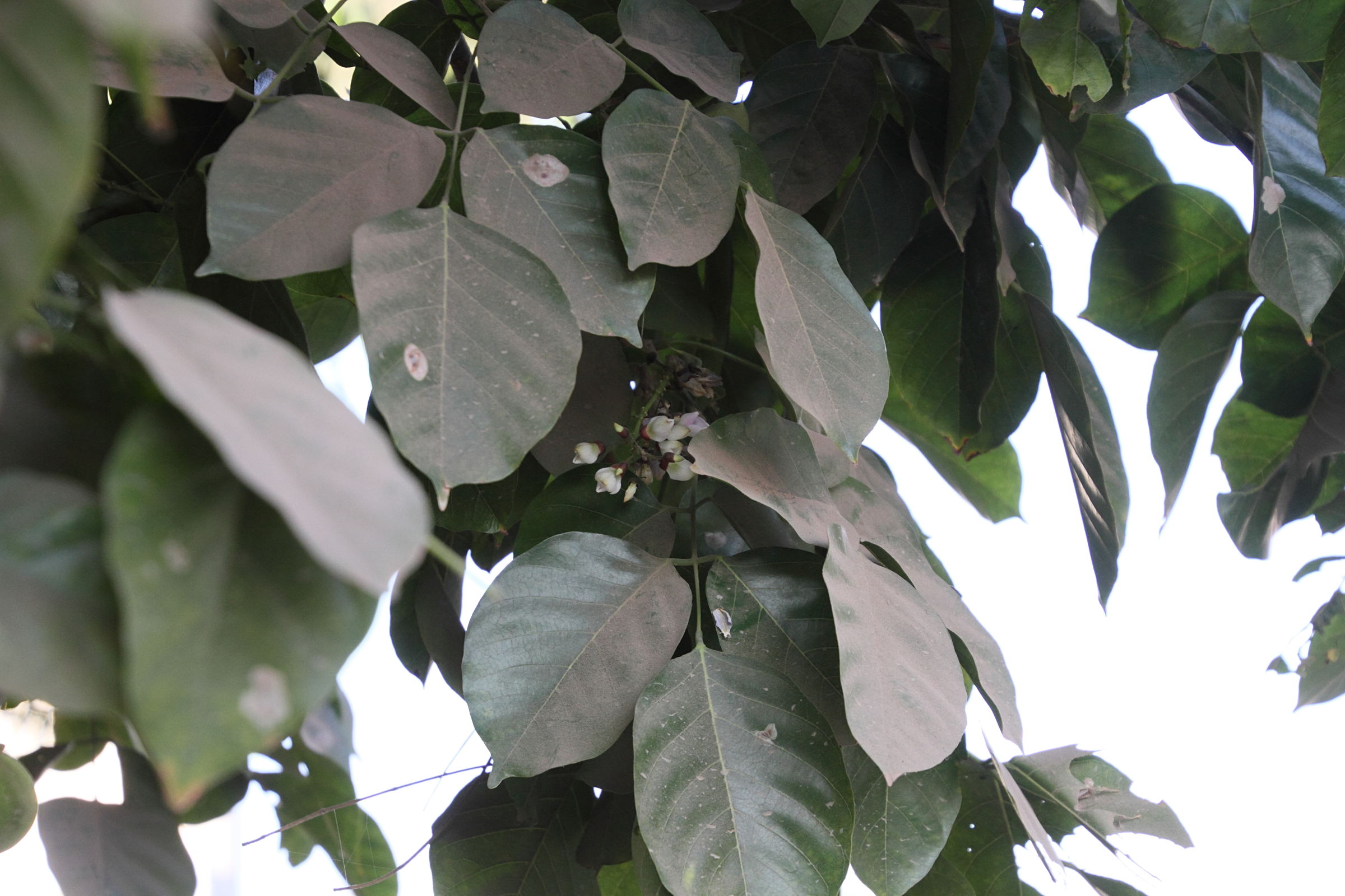 pongamia_pinnata2md