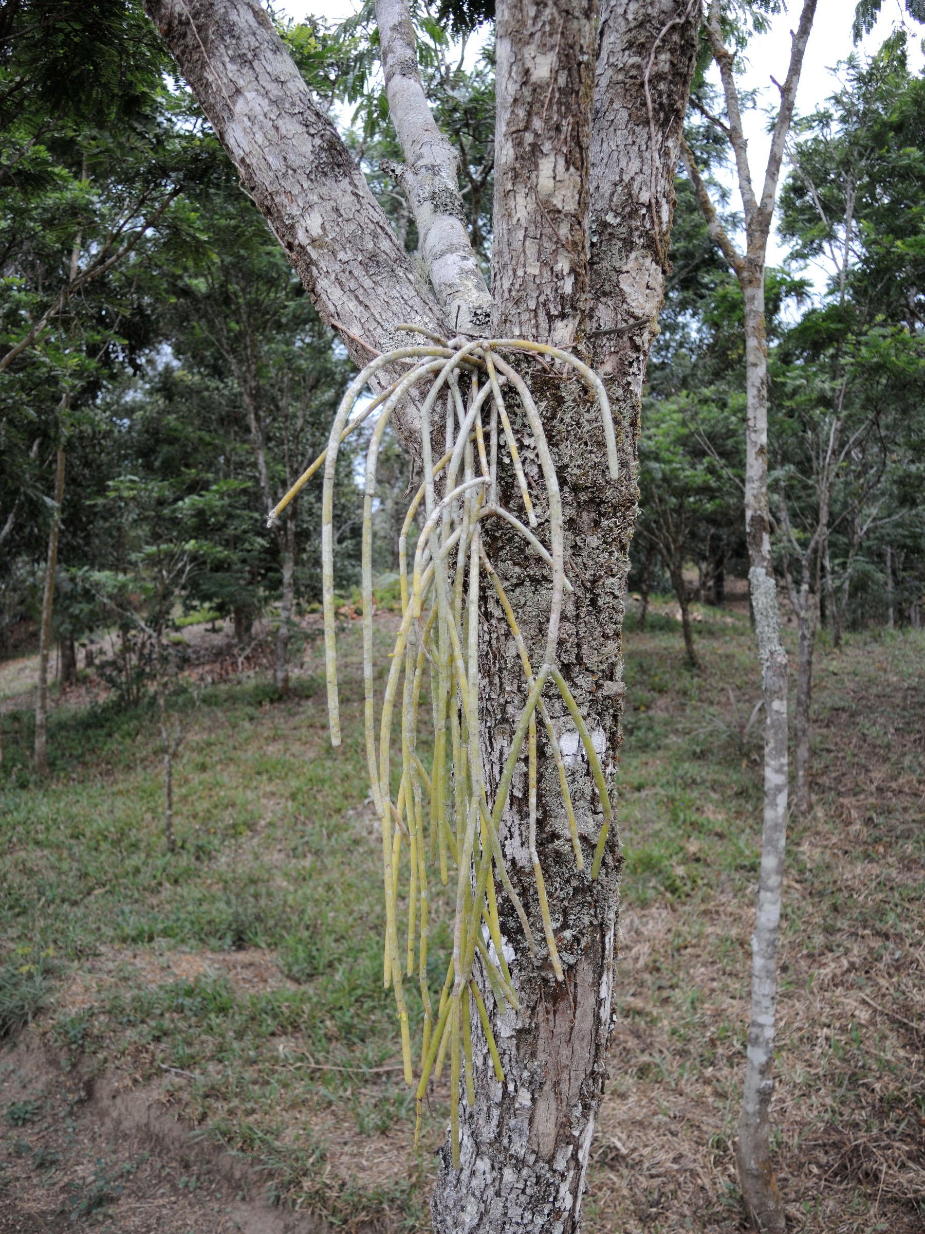 Afficher le média rhipsalis_baccifera2mdmd rhipsalis_baccifera2mdmd