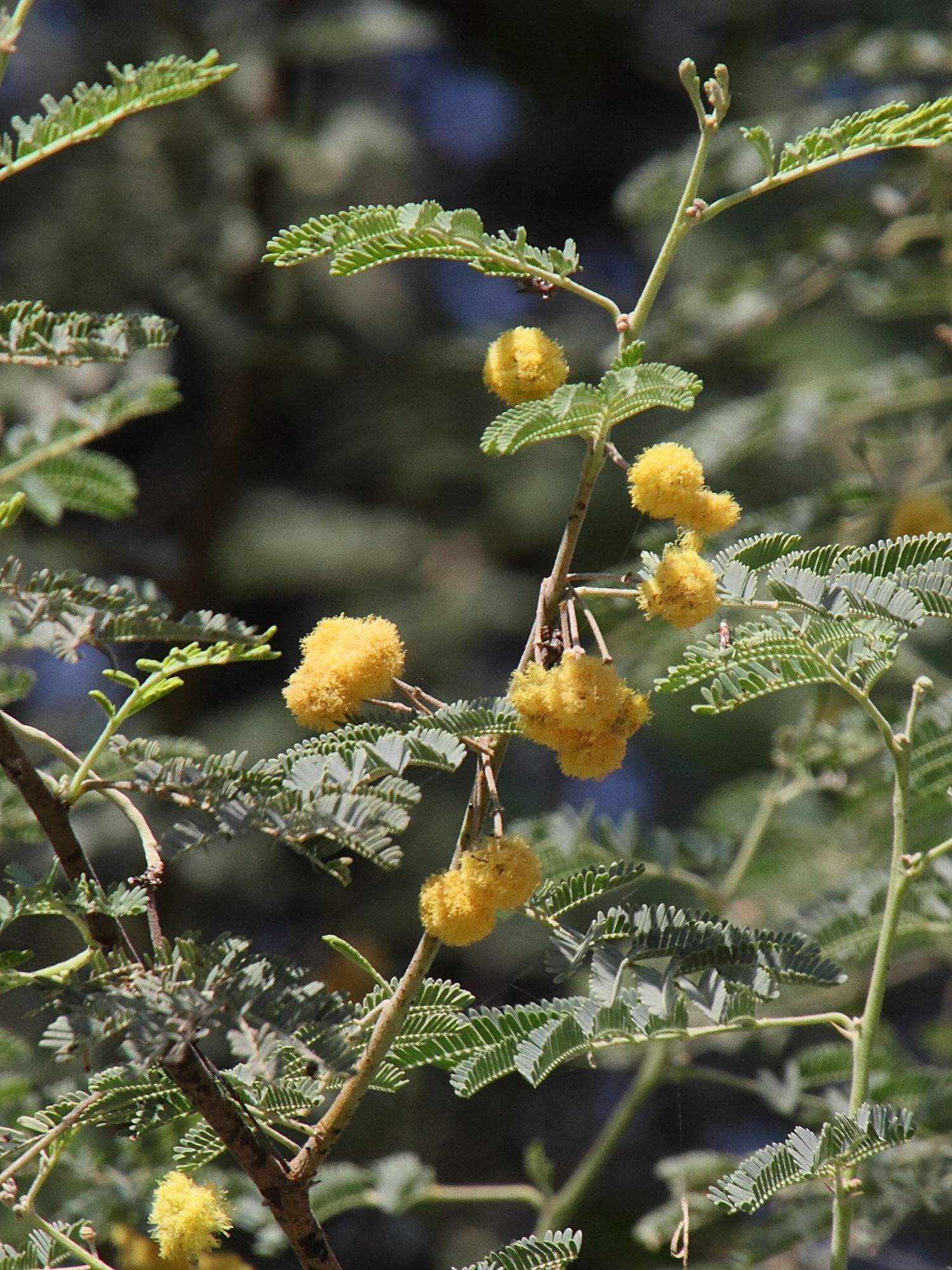 Afficher le média vachellia_nilotica5md vachellia_nilotica5md
