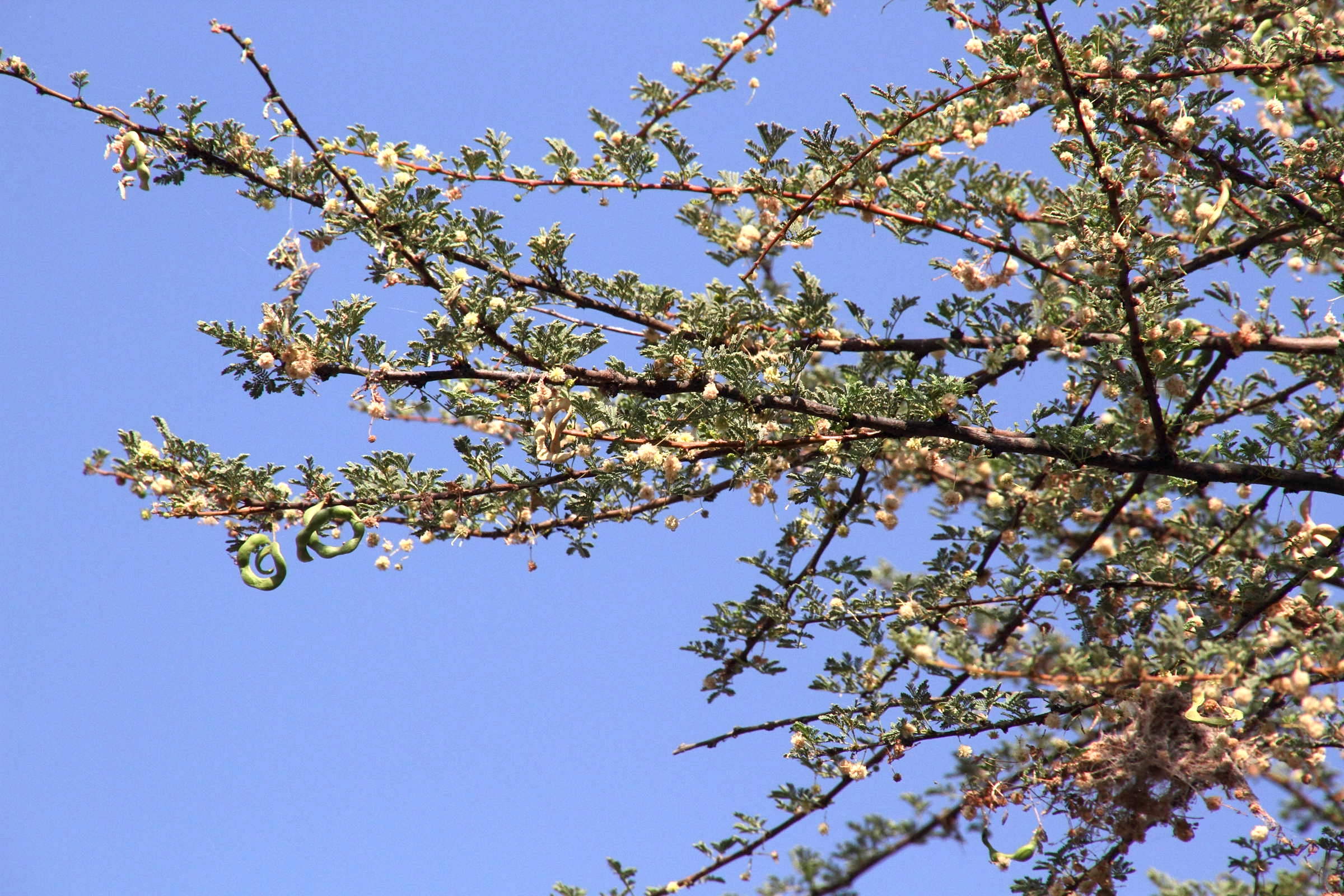 vachellia_tortilis1md