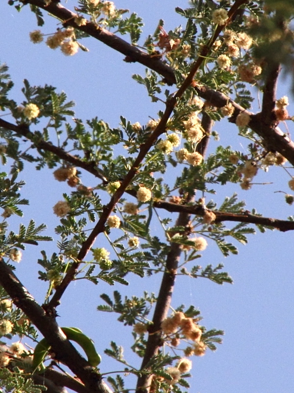 vachellia_tortilis2md