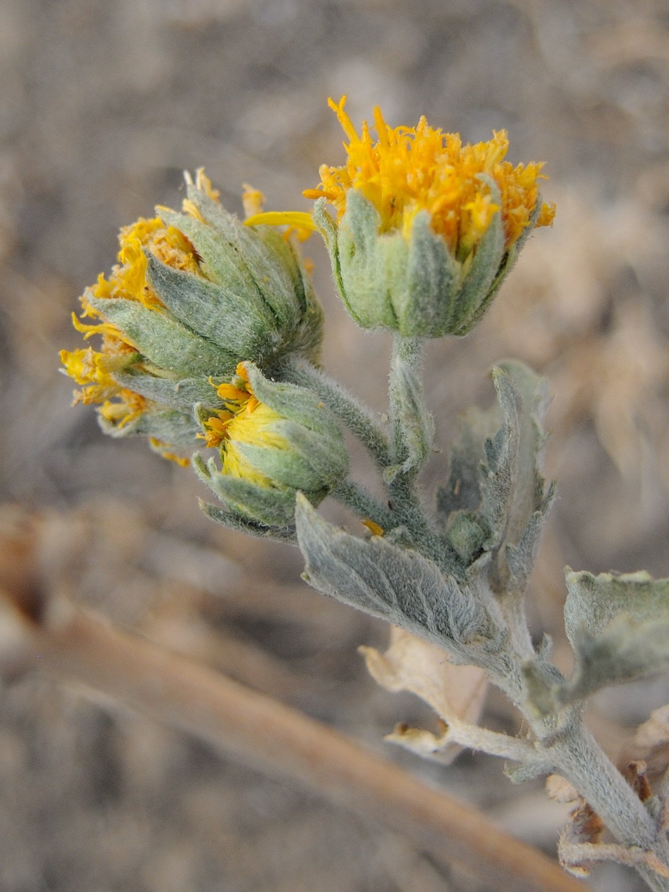 Afficher le média verbesina_encelioides3md verbesina_encelioides3md