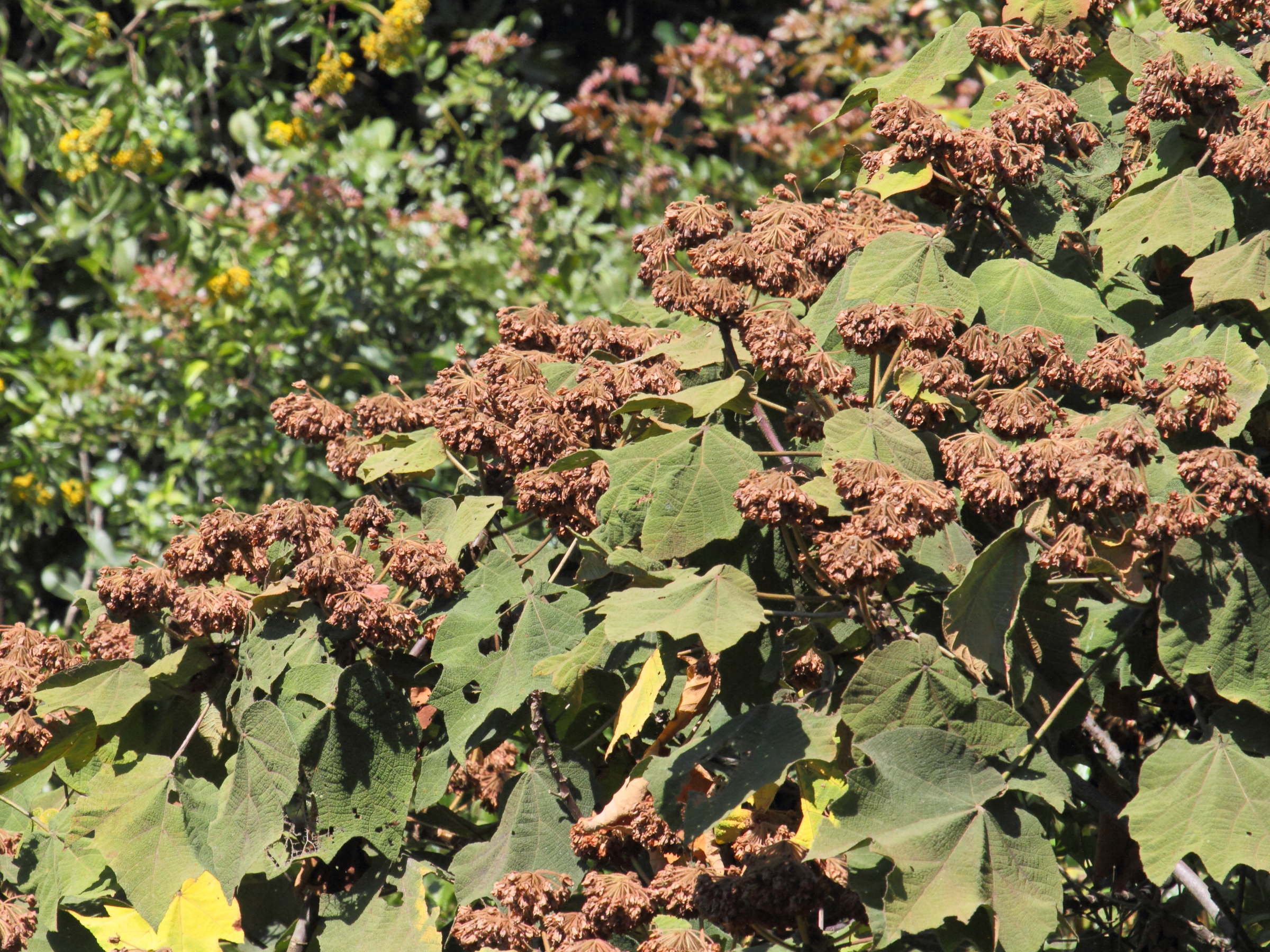 dombeya_flabellifolia1bd