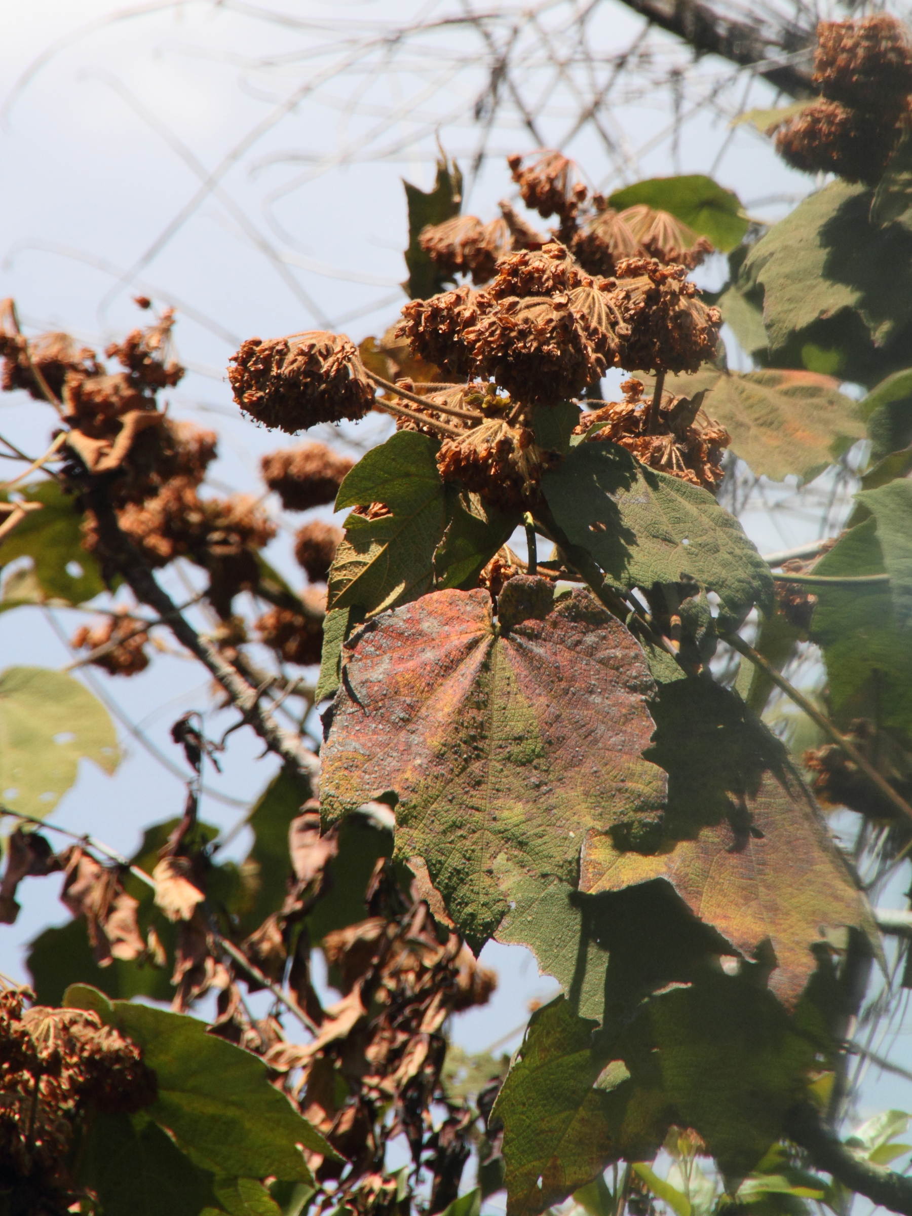 dombeya_flabellifolia2md