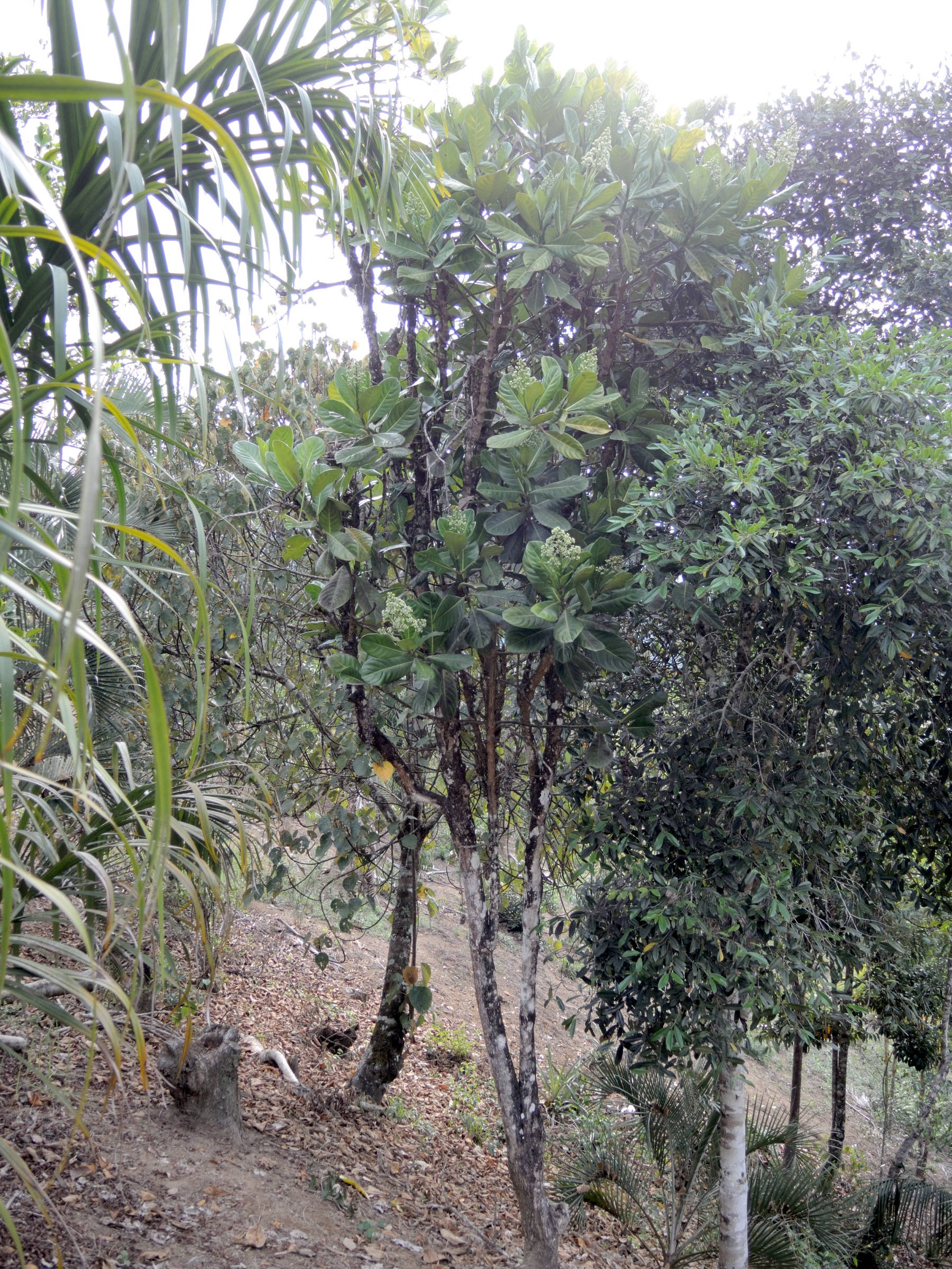 gaertnera_arenaria1mdjpg