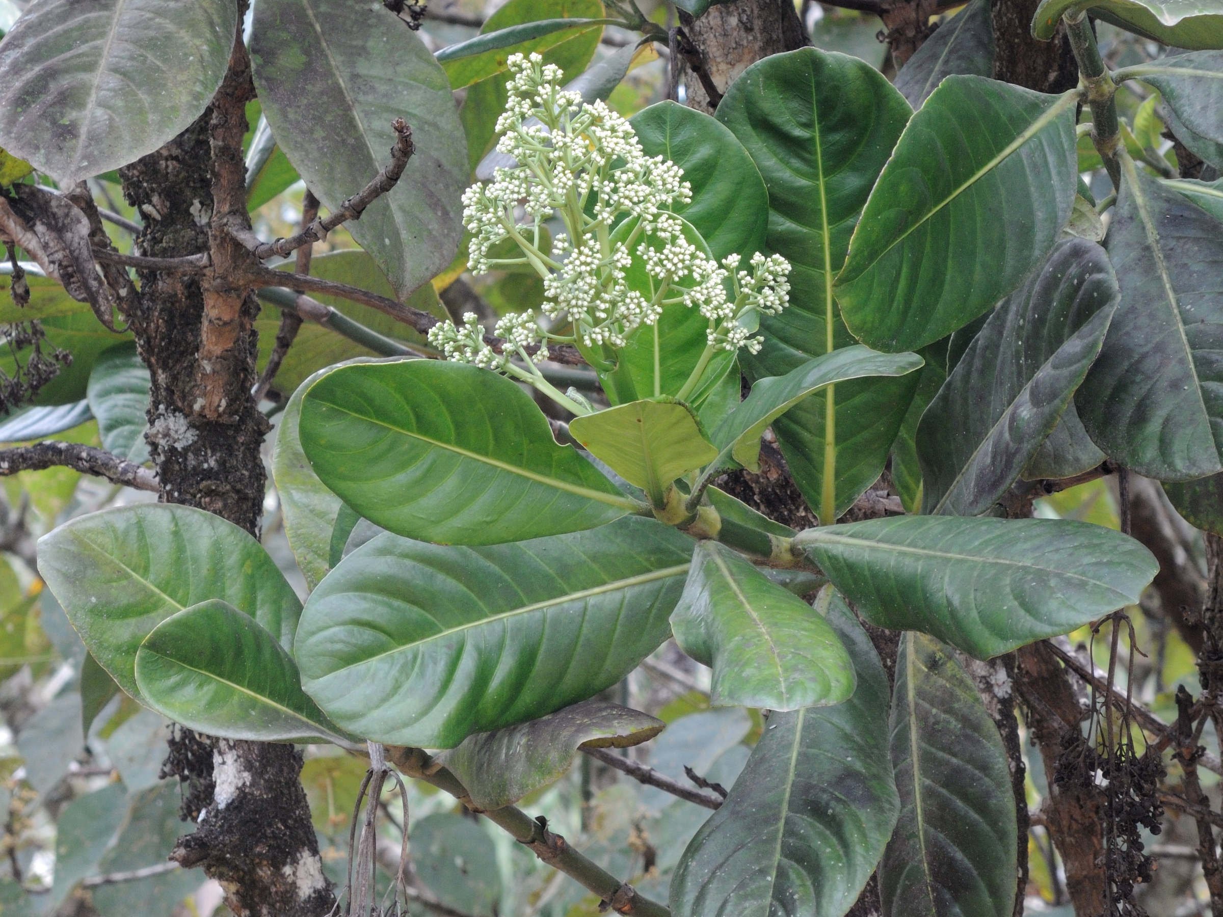 gaertnera_arenaria2mdmd