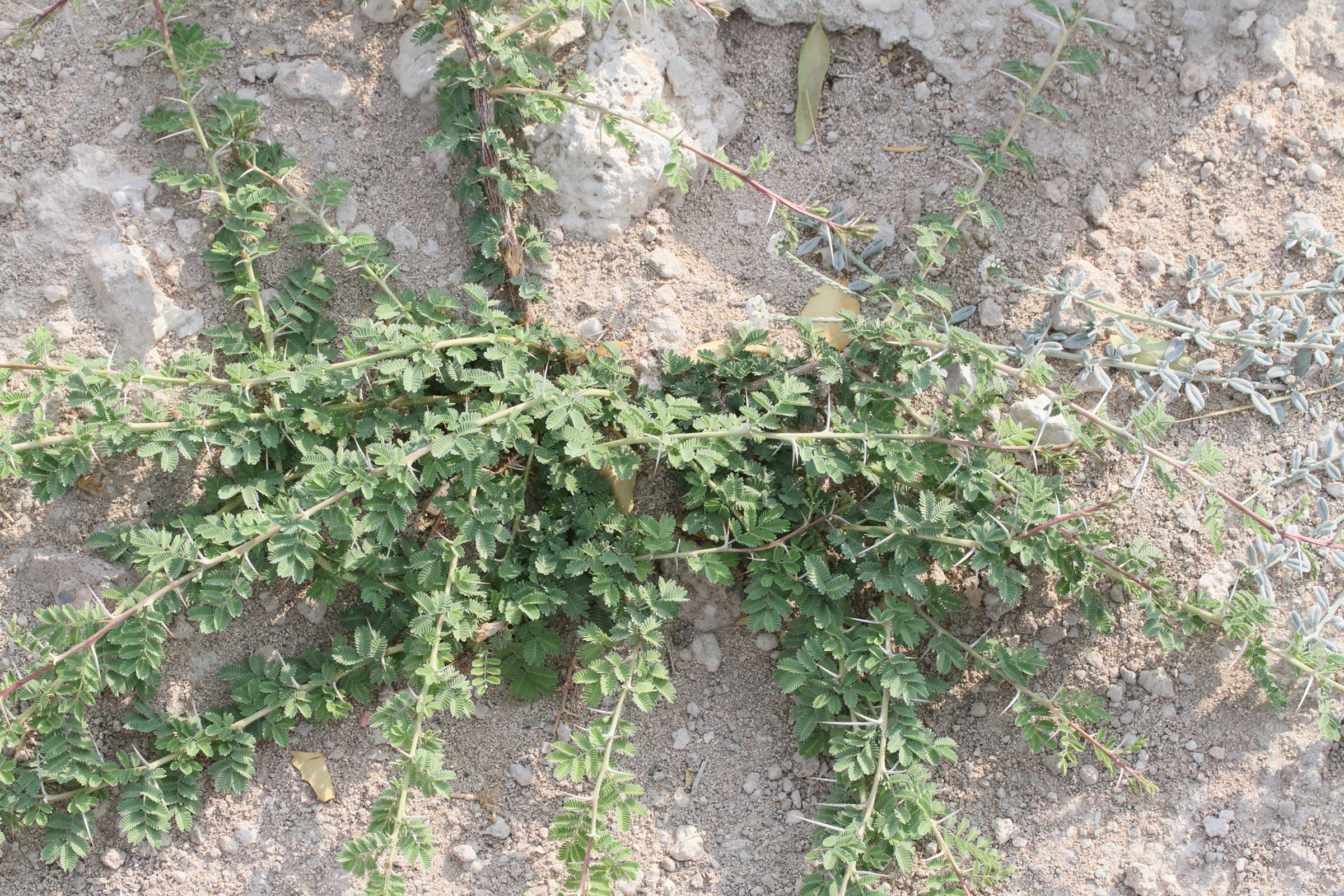 vachellia_tortilis3md