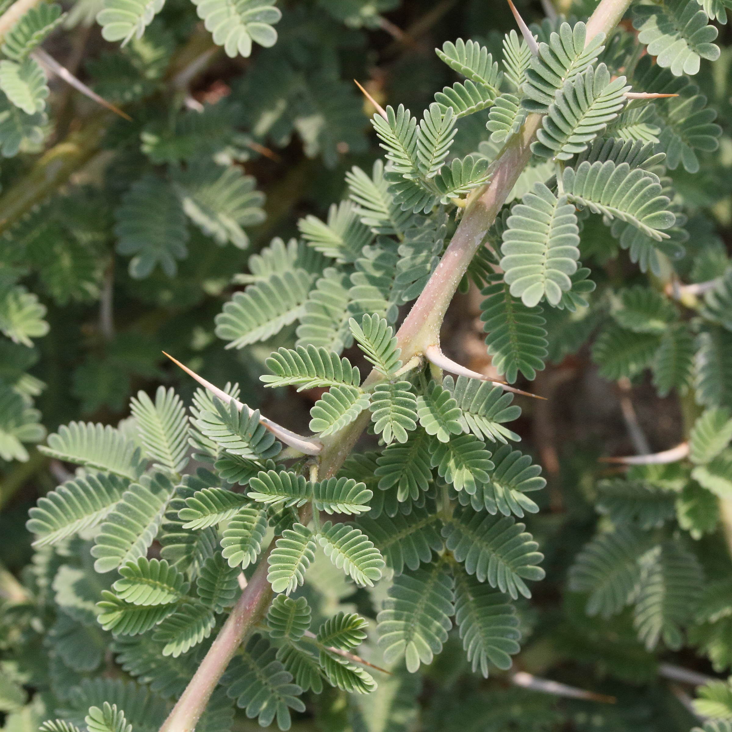 vachellia_tortilis4md