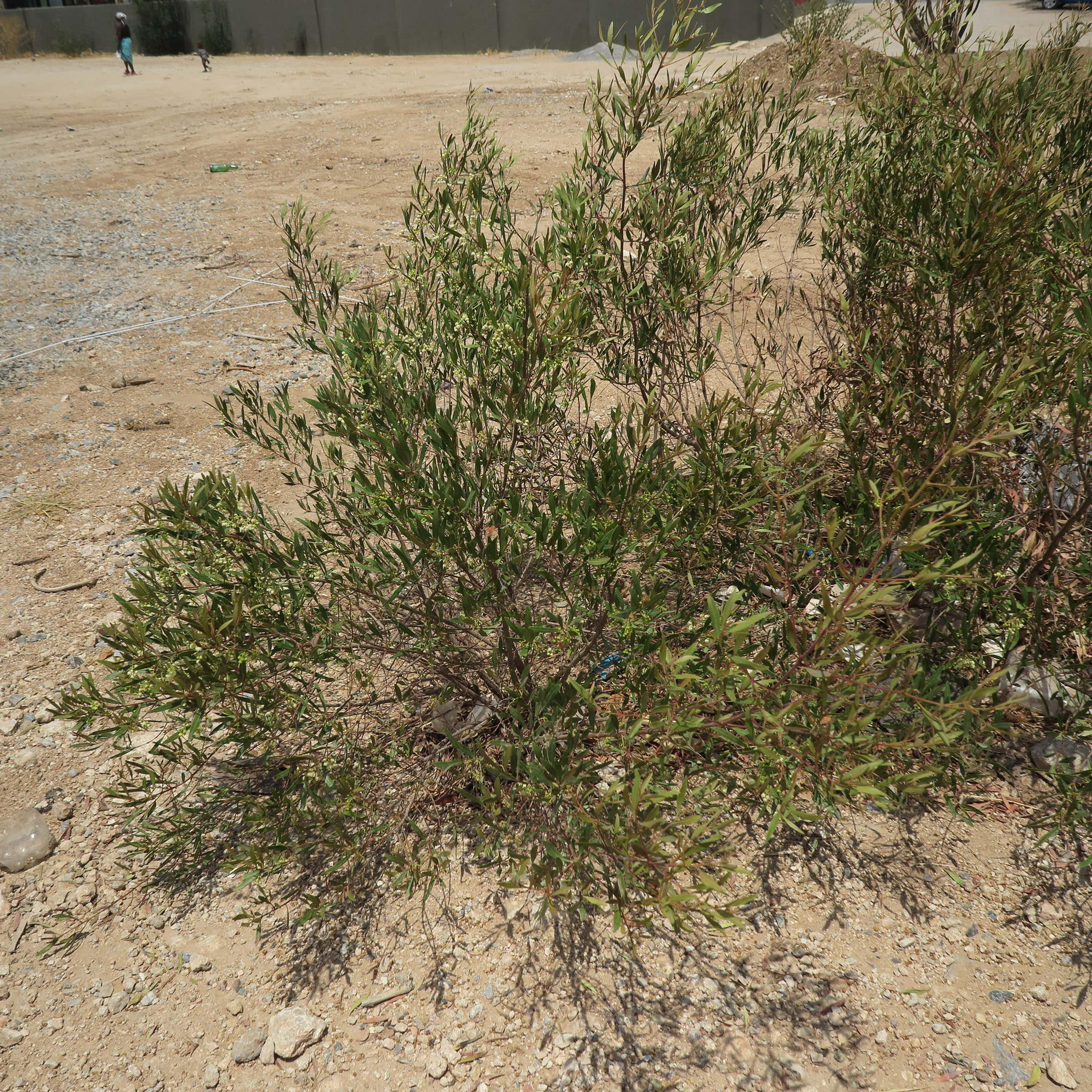 Afficher le média dodonaea_viscosa8bd dodonaea_viscosa8bd