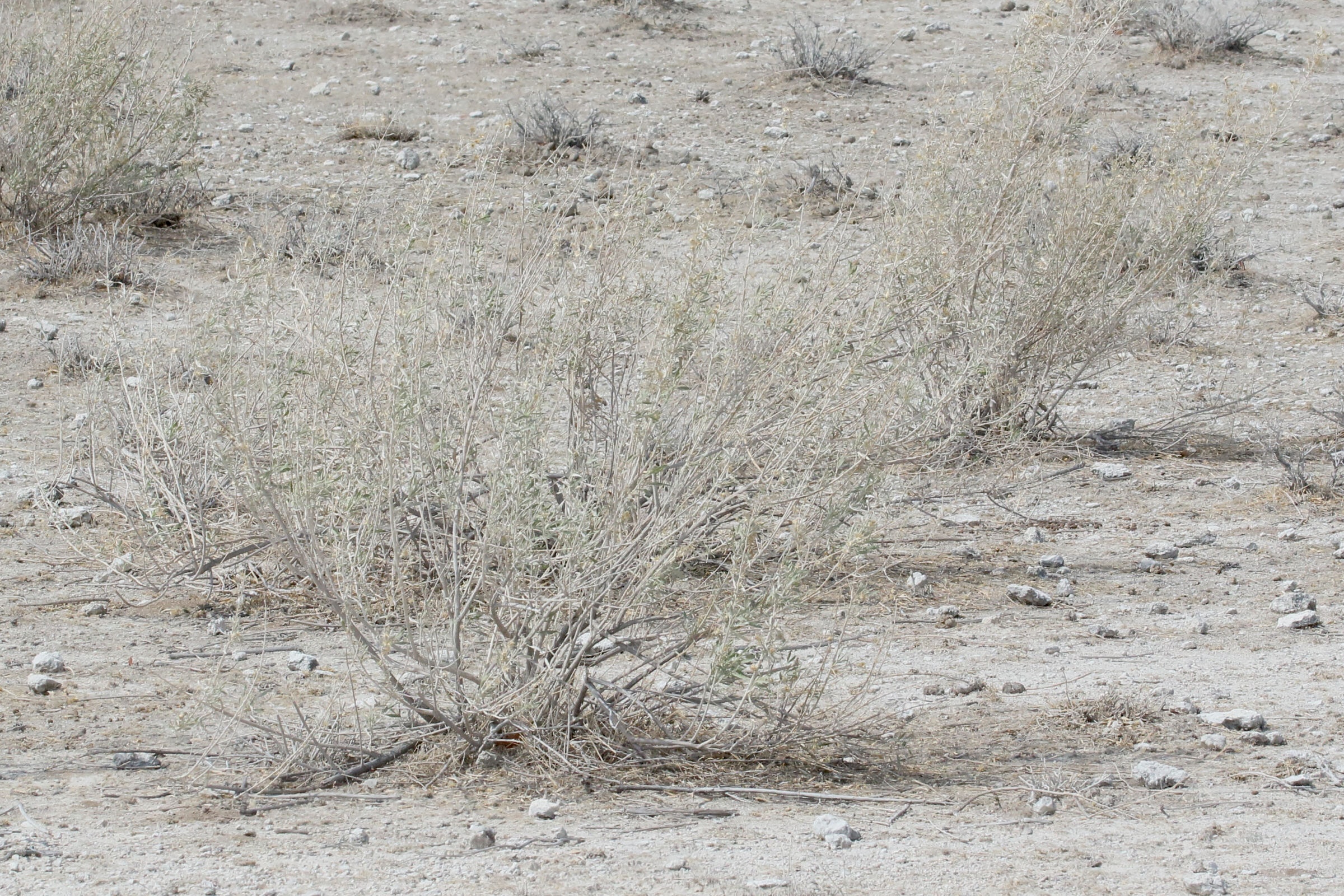 pechuel-loeschea_leubnitziae1bd