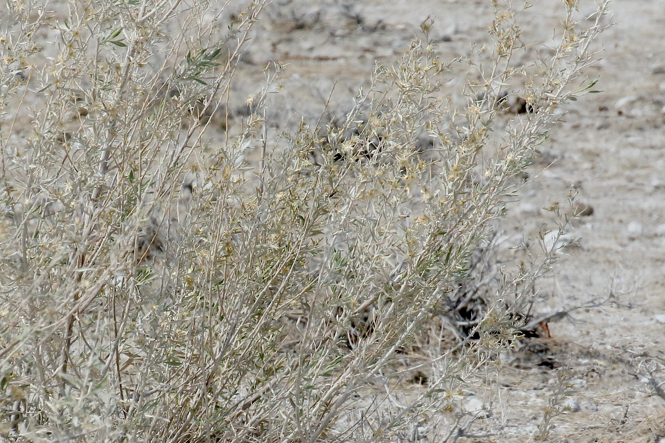 pechuel-loeschea_leubnitziae2bd