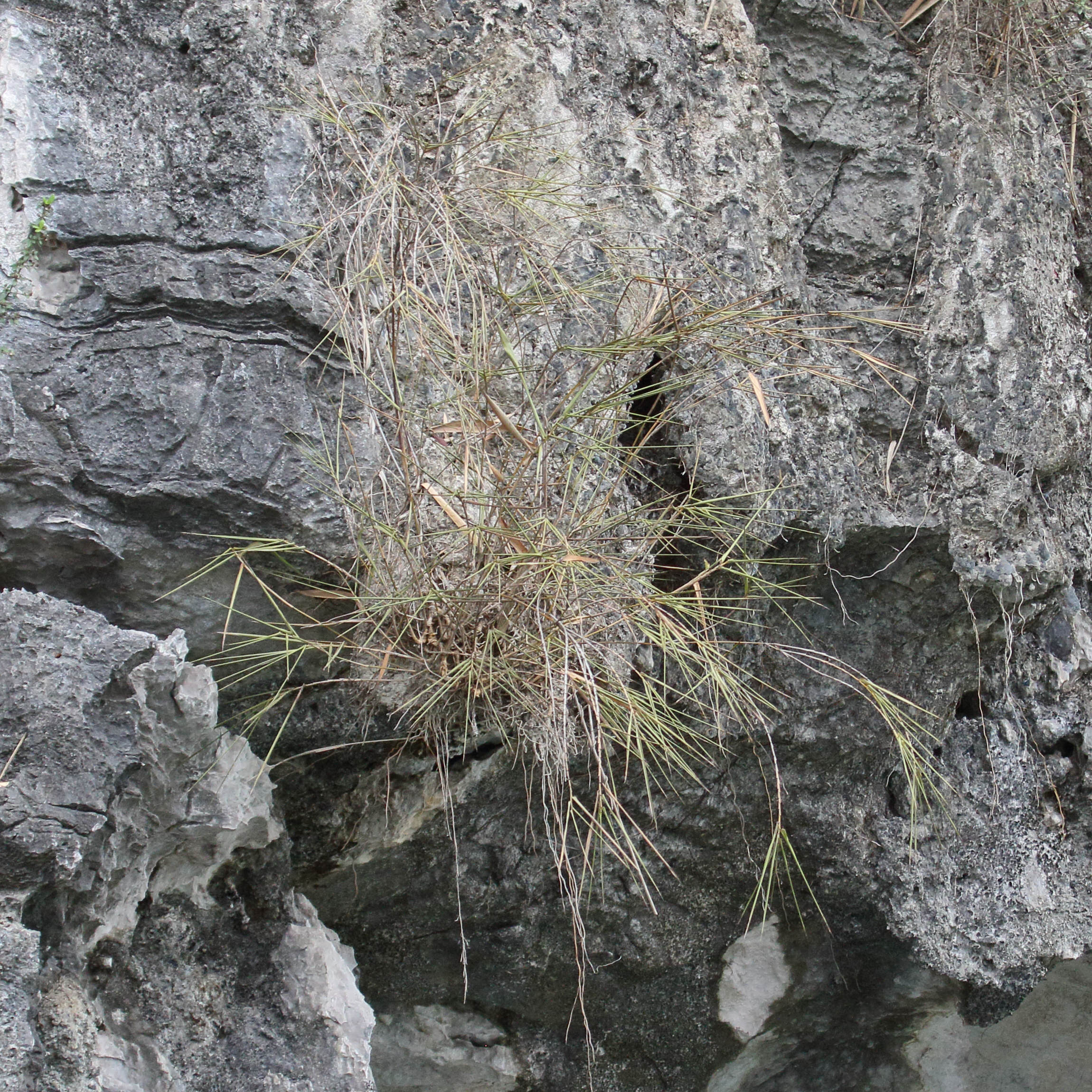 pogonatherum_crinitum2bd