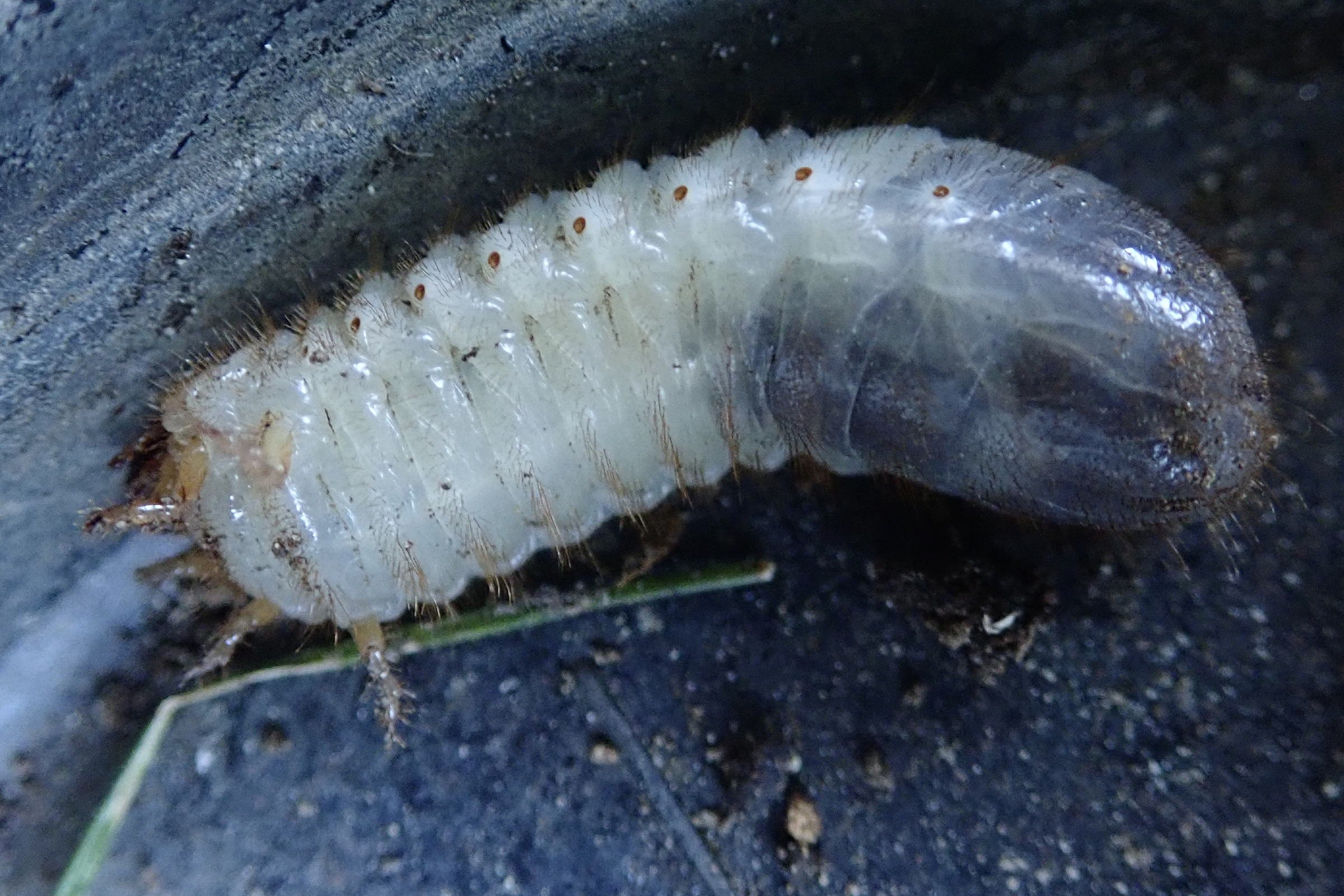 cetonia_aurata_larv1fc