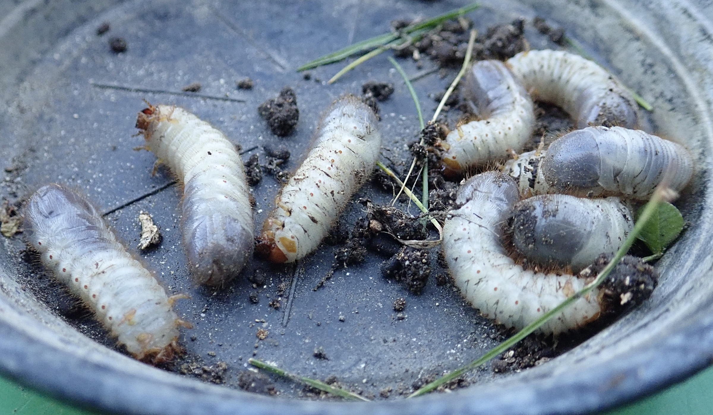 cetonia_aurata_larv2fc