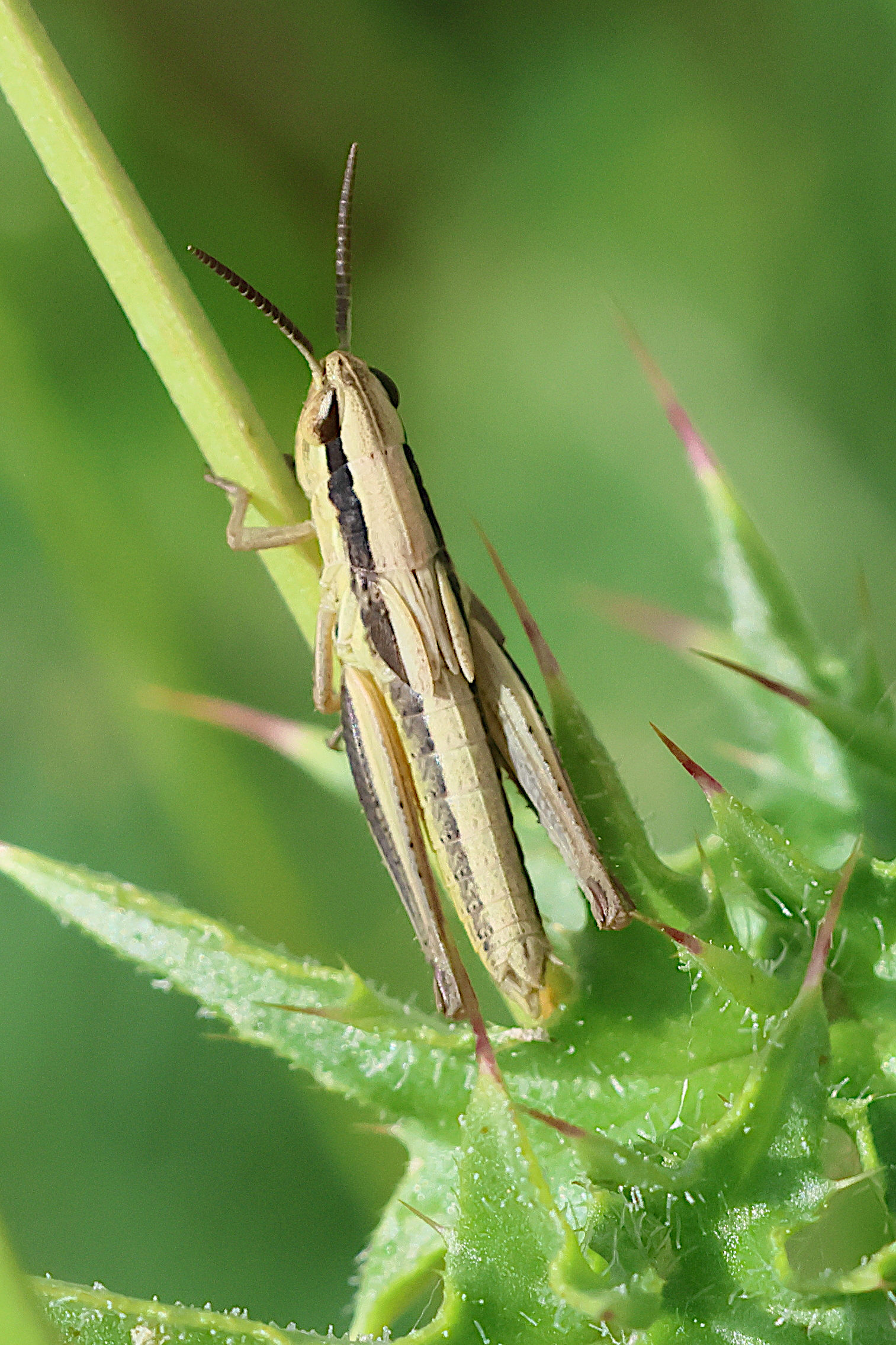 euchorthippus_declivus_juv1bd