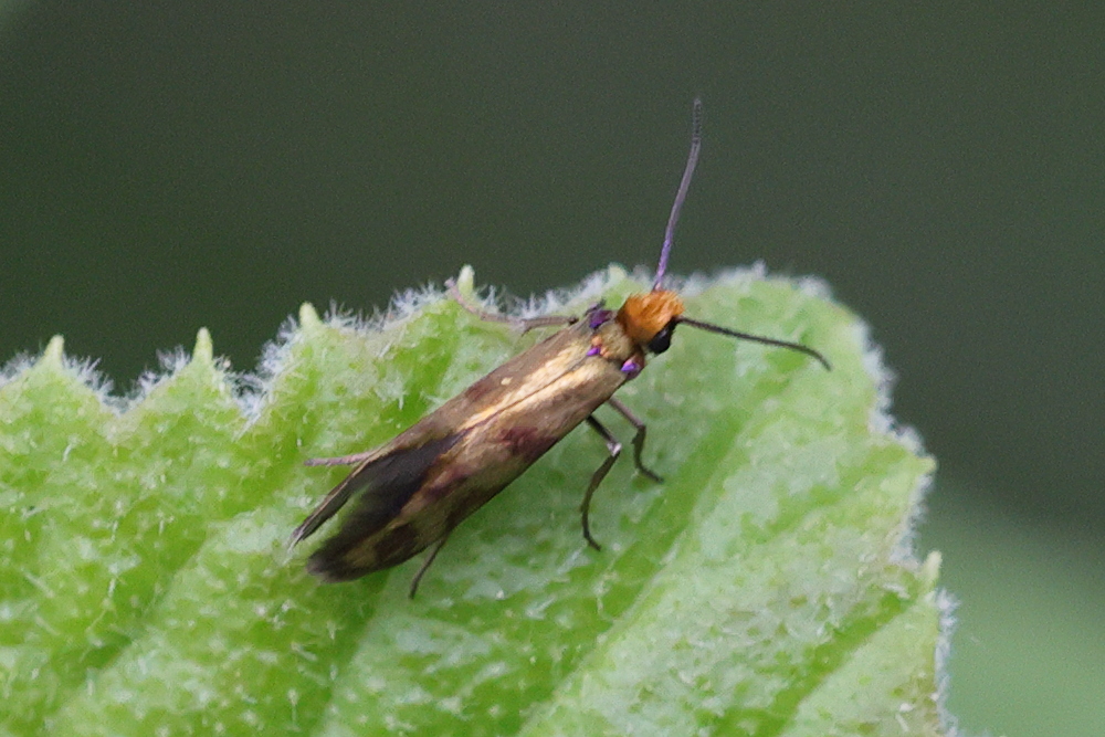 micropterix_tunbergella1md