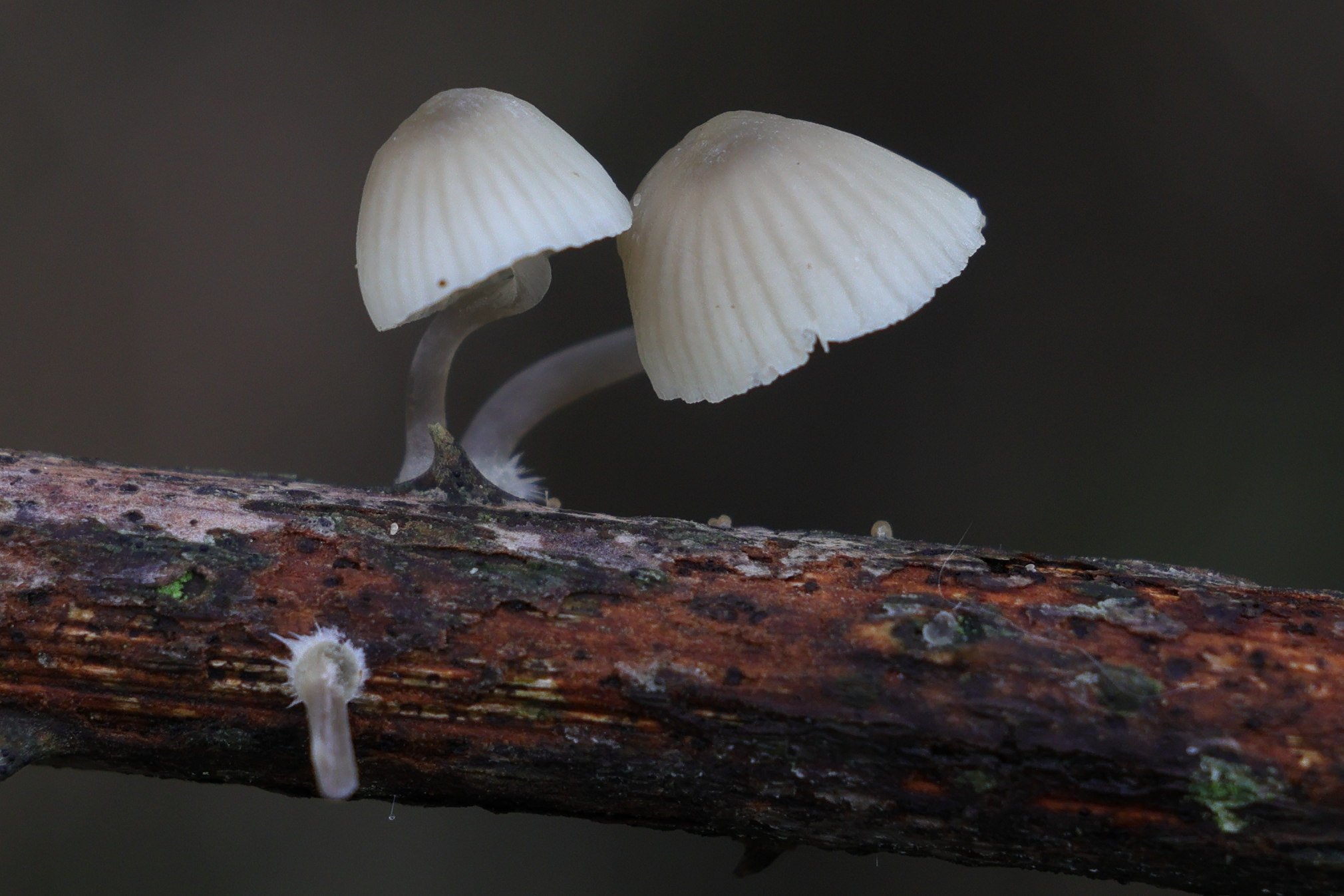 mycena_galopus1md