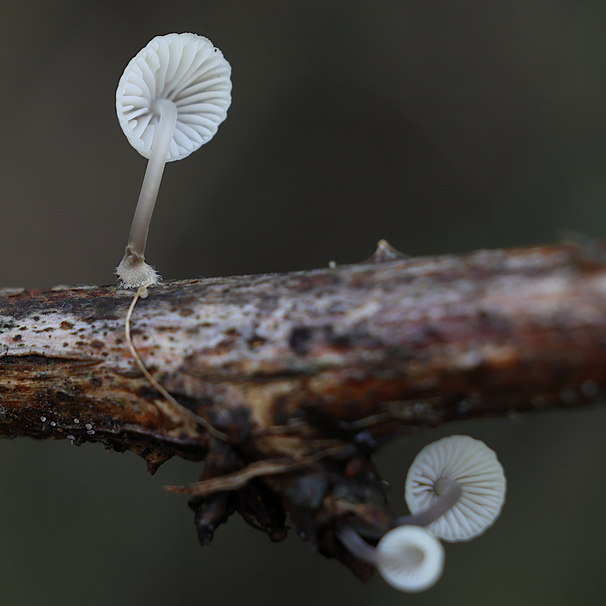 mycena_galopus2md