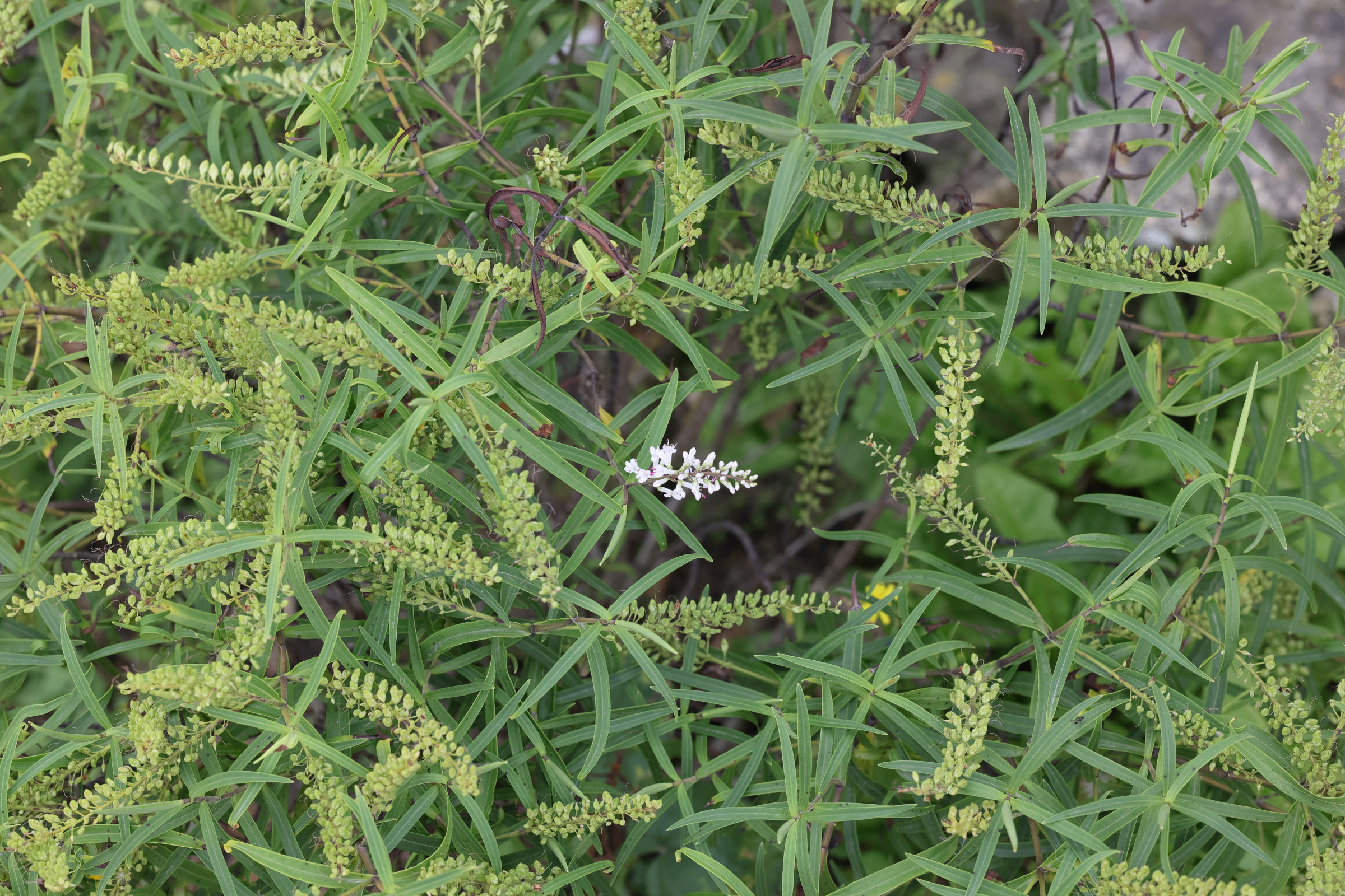 veronica_salicifolia1md