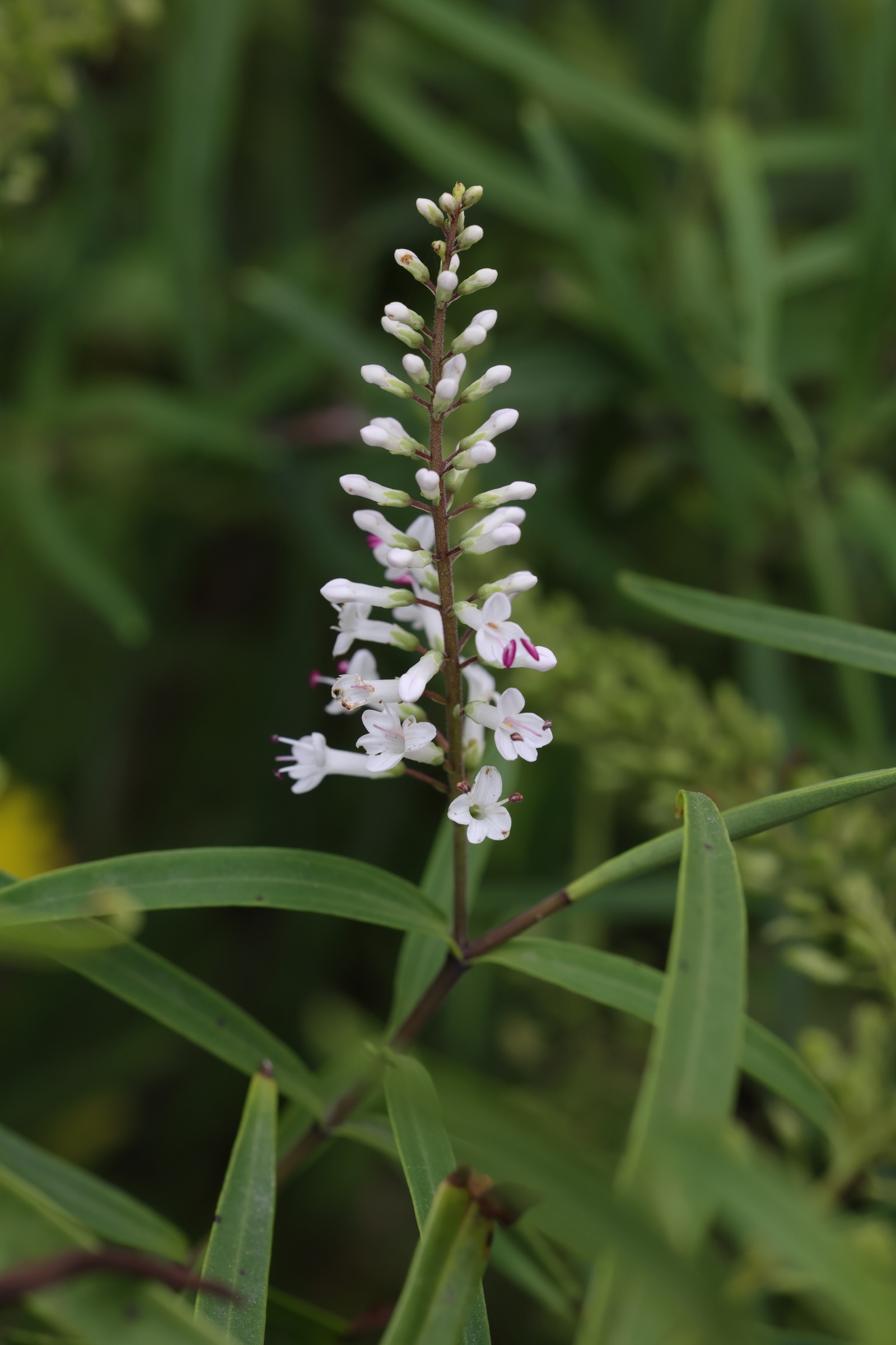 veronica_salicifolia2md