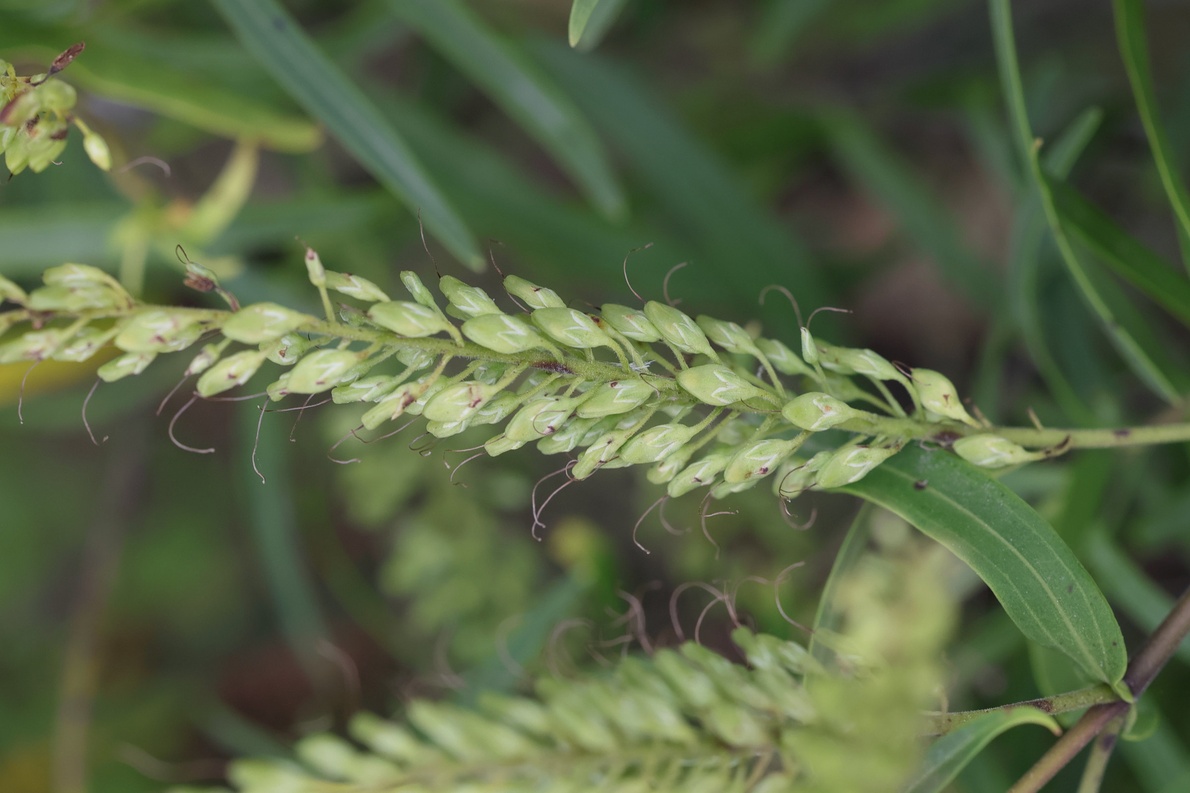 veronica_salicifolia3md
