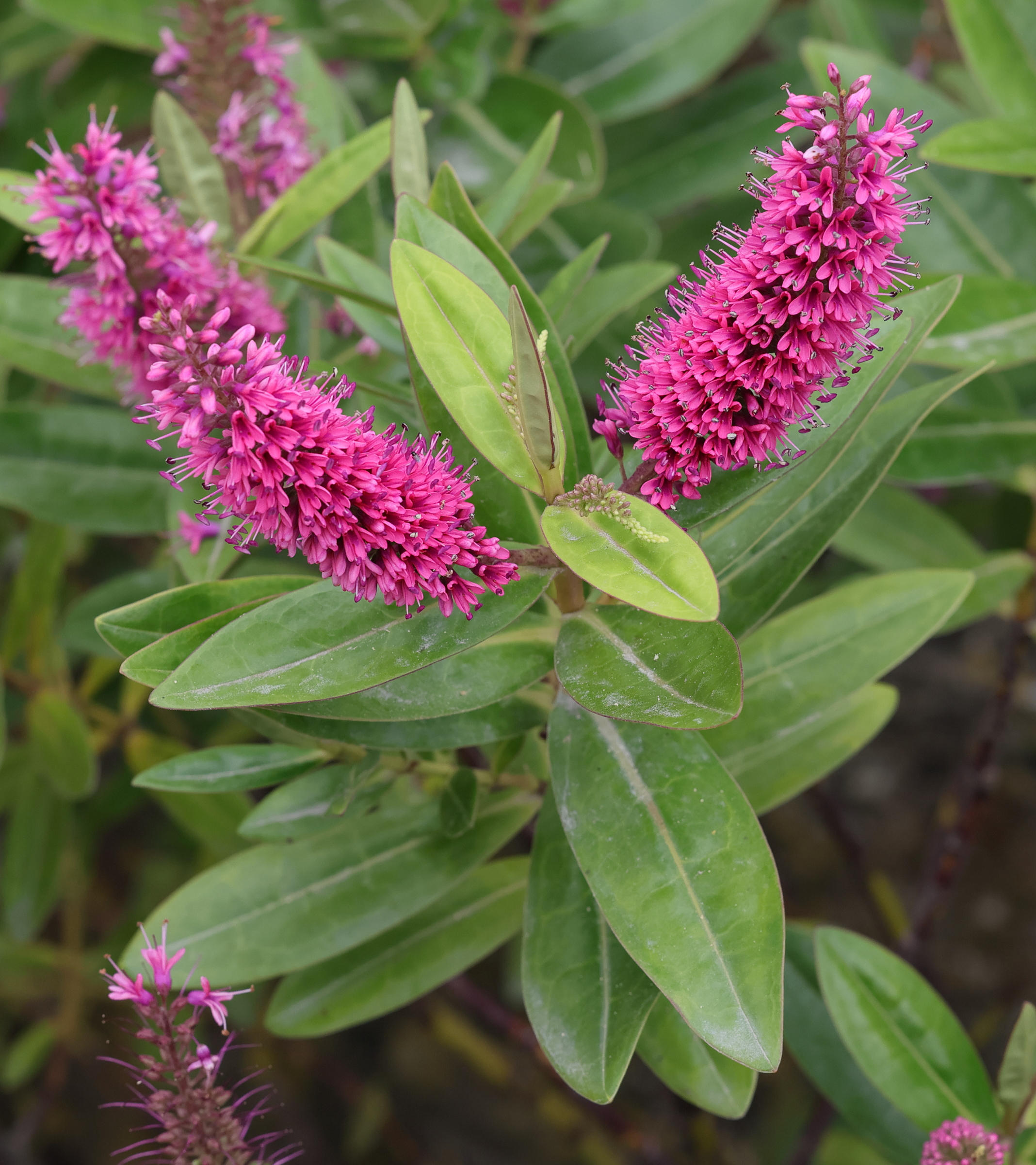 veronica_x_andersonii2md